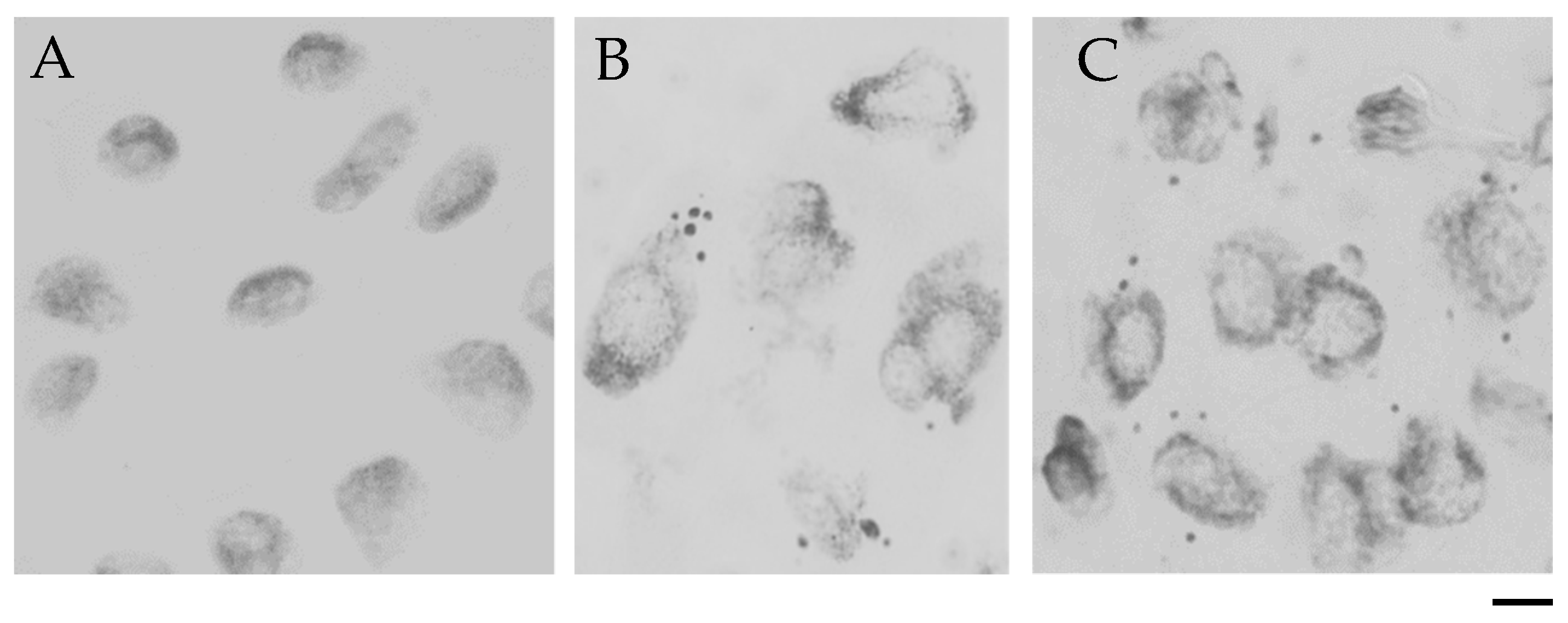 Ijms 21 08500 g003 Ijms 21 08500 g003