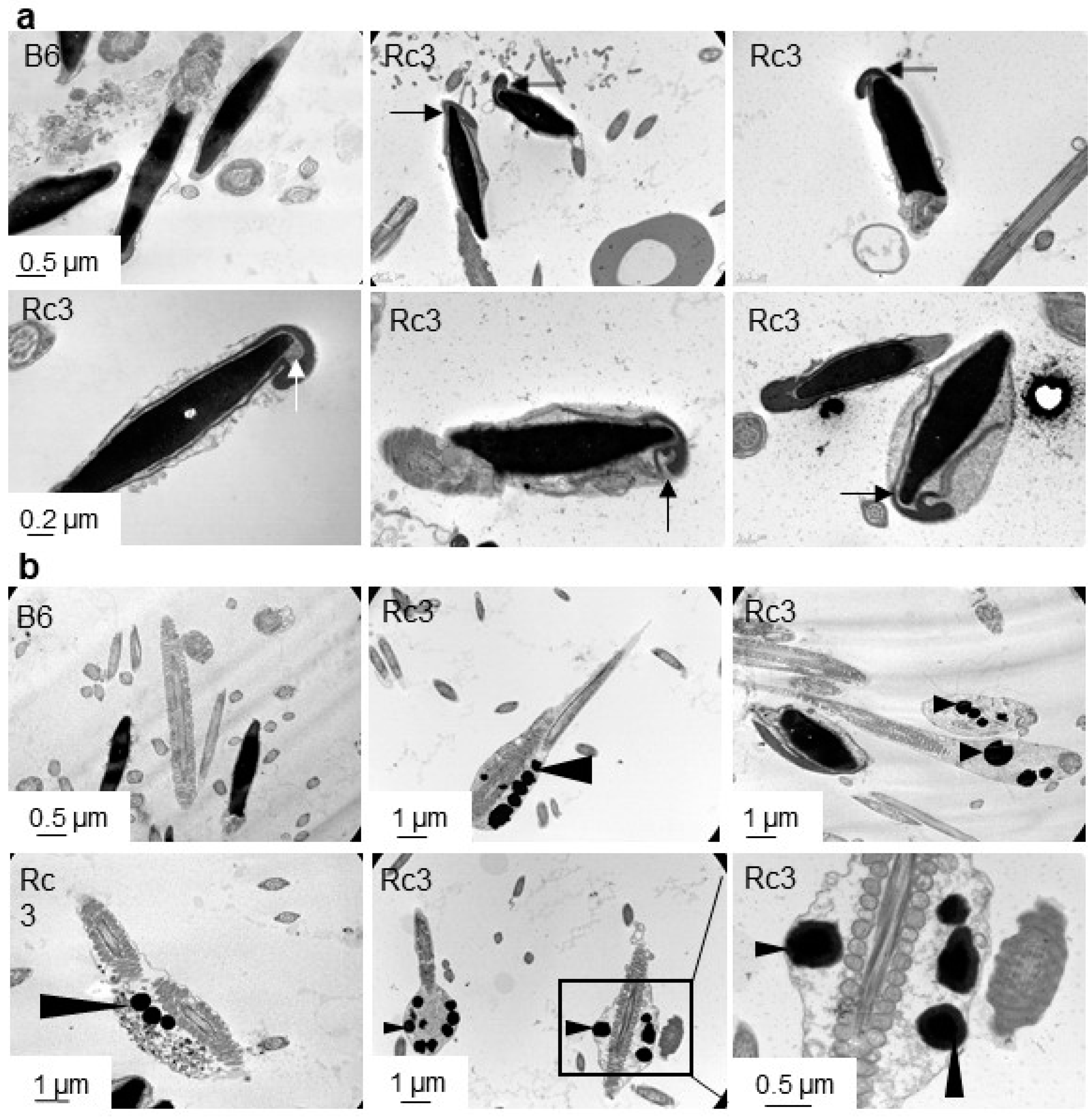 Ijms 21 08506 g006 Ijms 21 08506 g006