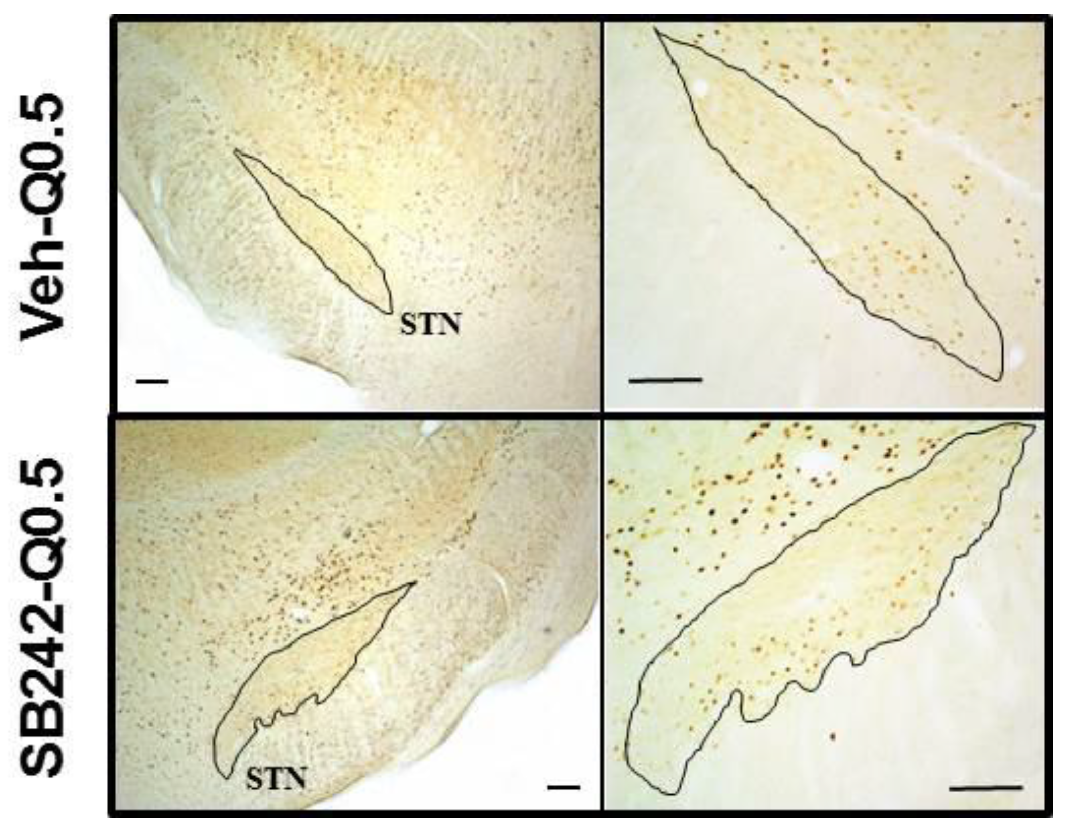 Ijms 21 08509 g003 Ijms 21 08509 g003
