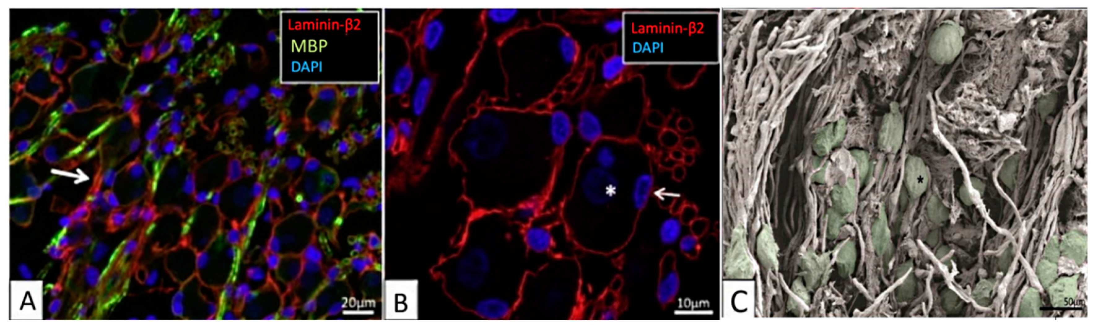 Ijms 21 08511 g001 Ijms 21 08511 g001
