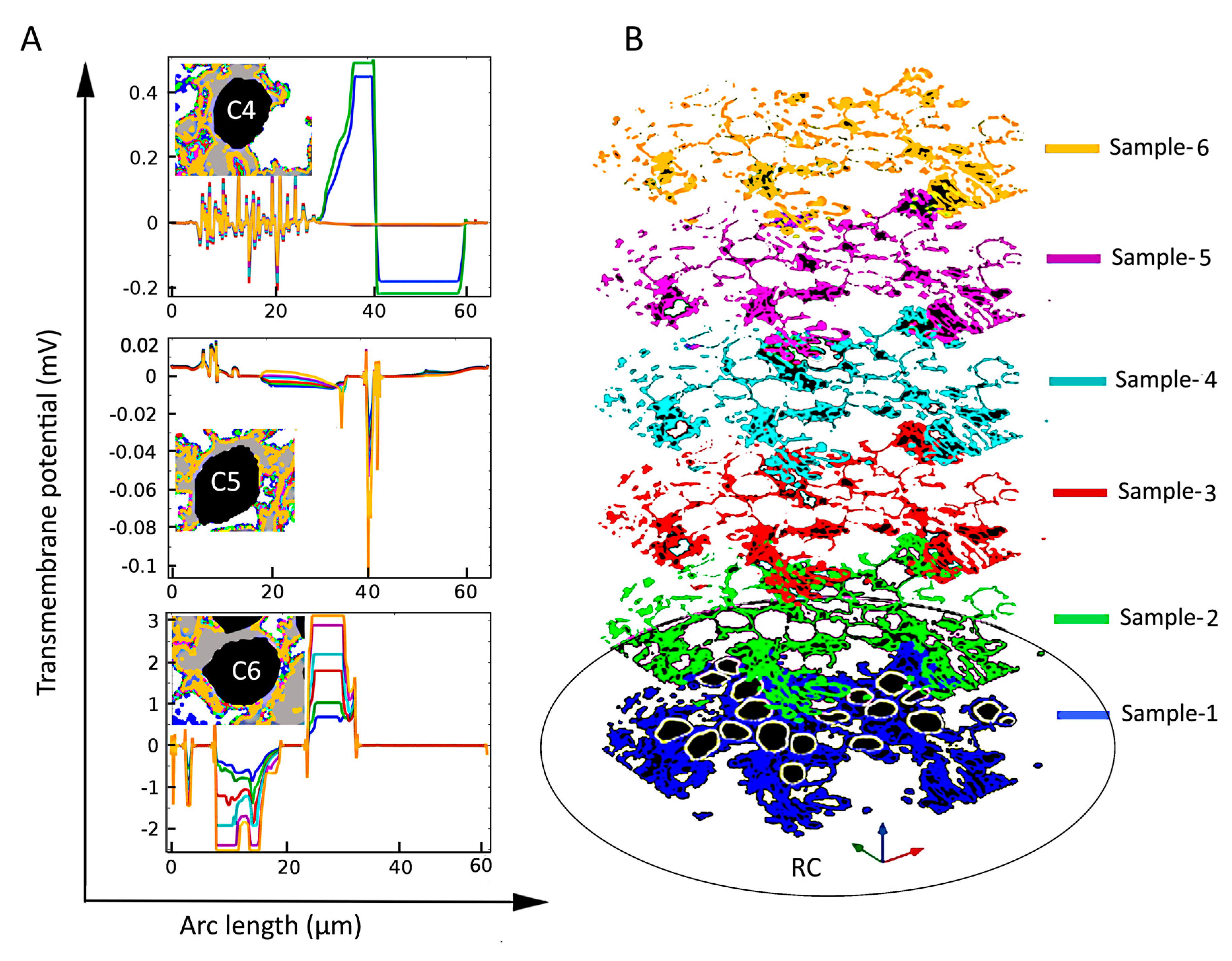 Ijms 21 08511 g005 Ijms 21 08511 g005