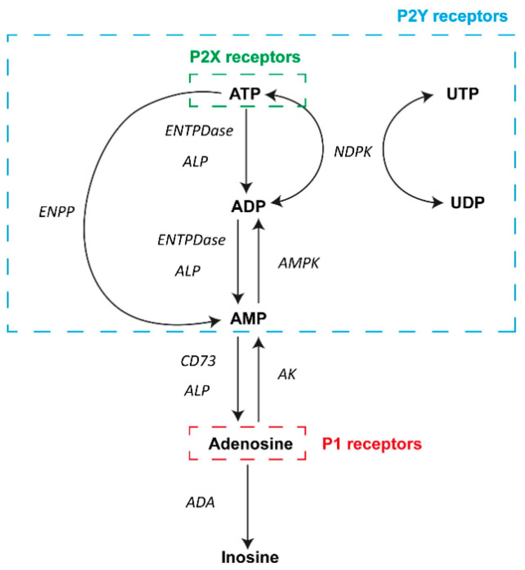 Ijms 21 08512 g001 Ijms 21 08512 g001