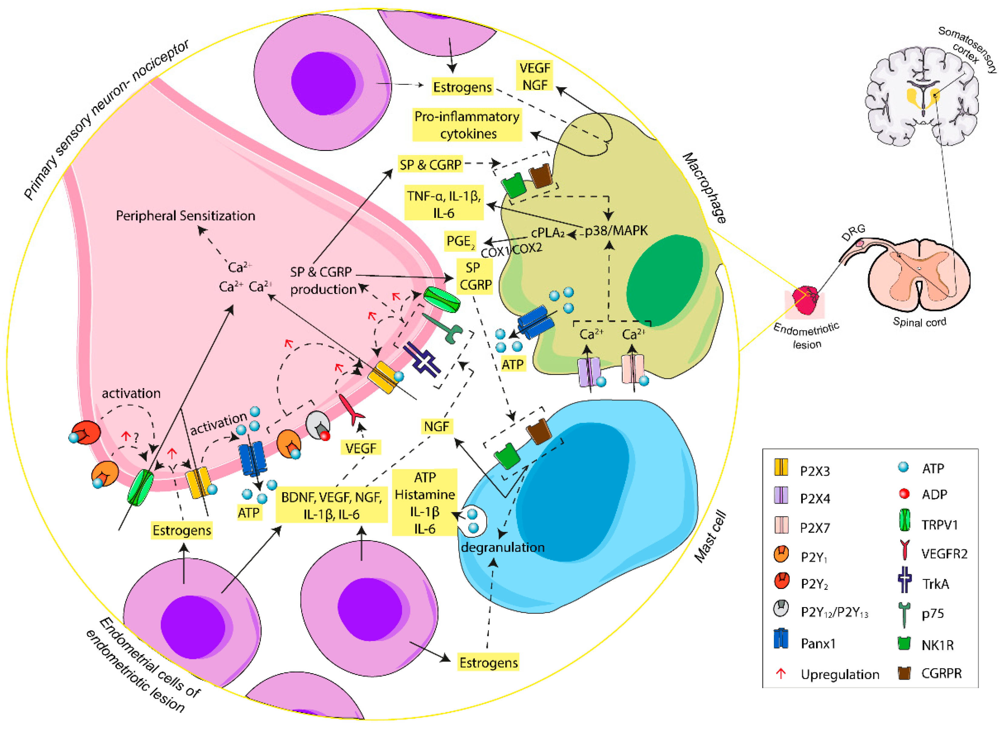 Ijms 21 08512 g002 Ijms 21 08512 g002