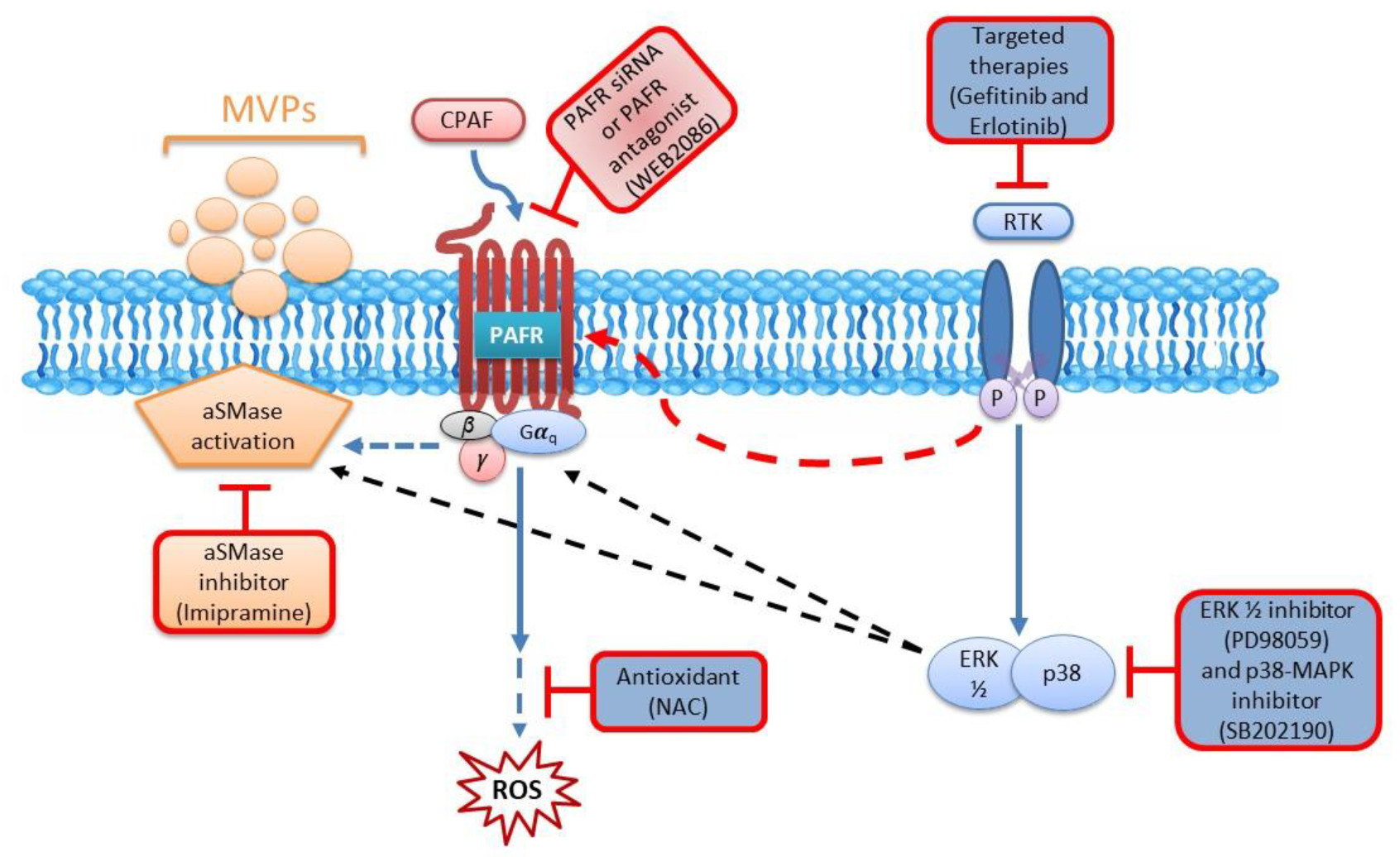 Ijms 21 08517 g007 Ijms 21 08517 g007