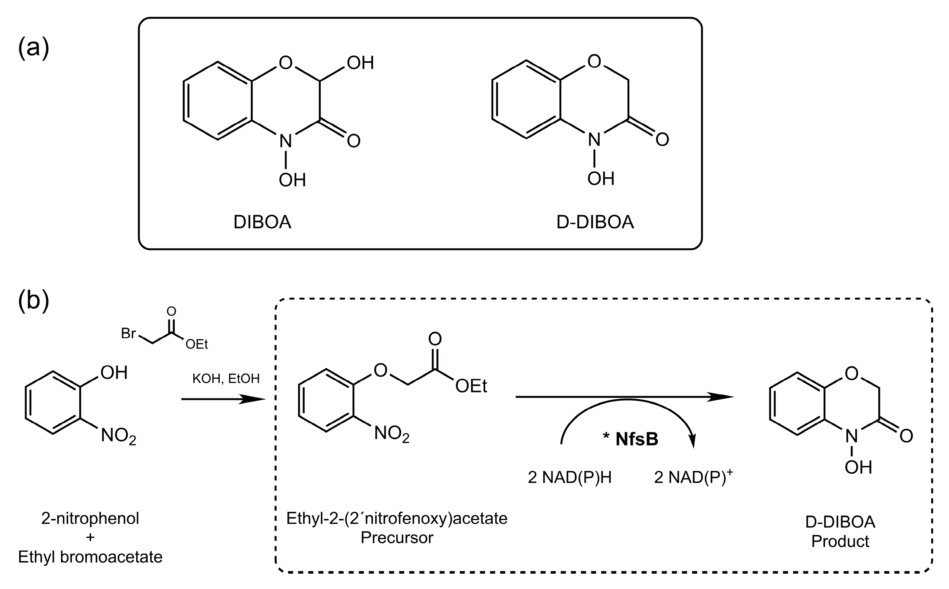 Ijms 21 08523 g001 Ijms 21 08523 g001