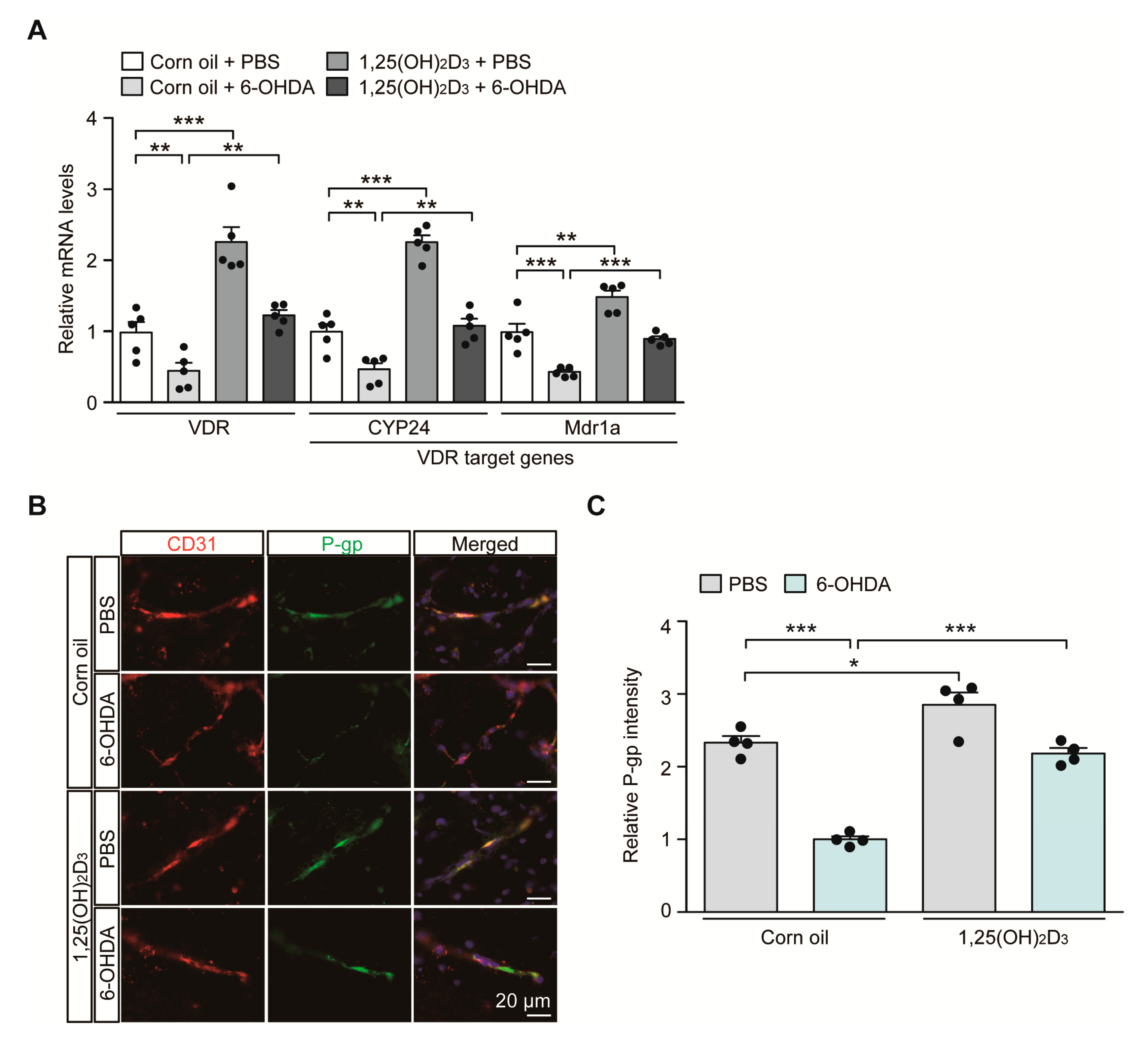 Ijms 21 08538 g002 Ijms 21 08538 g002