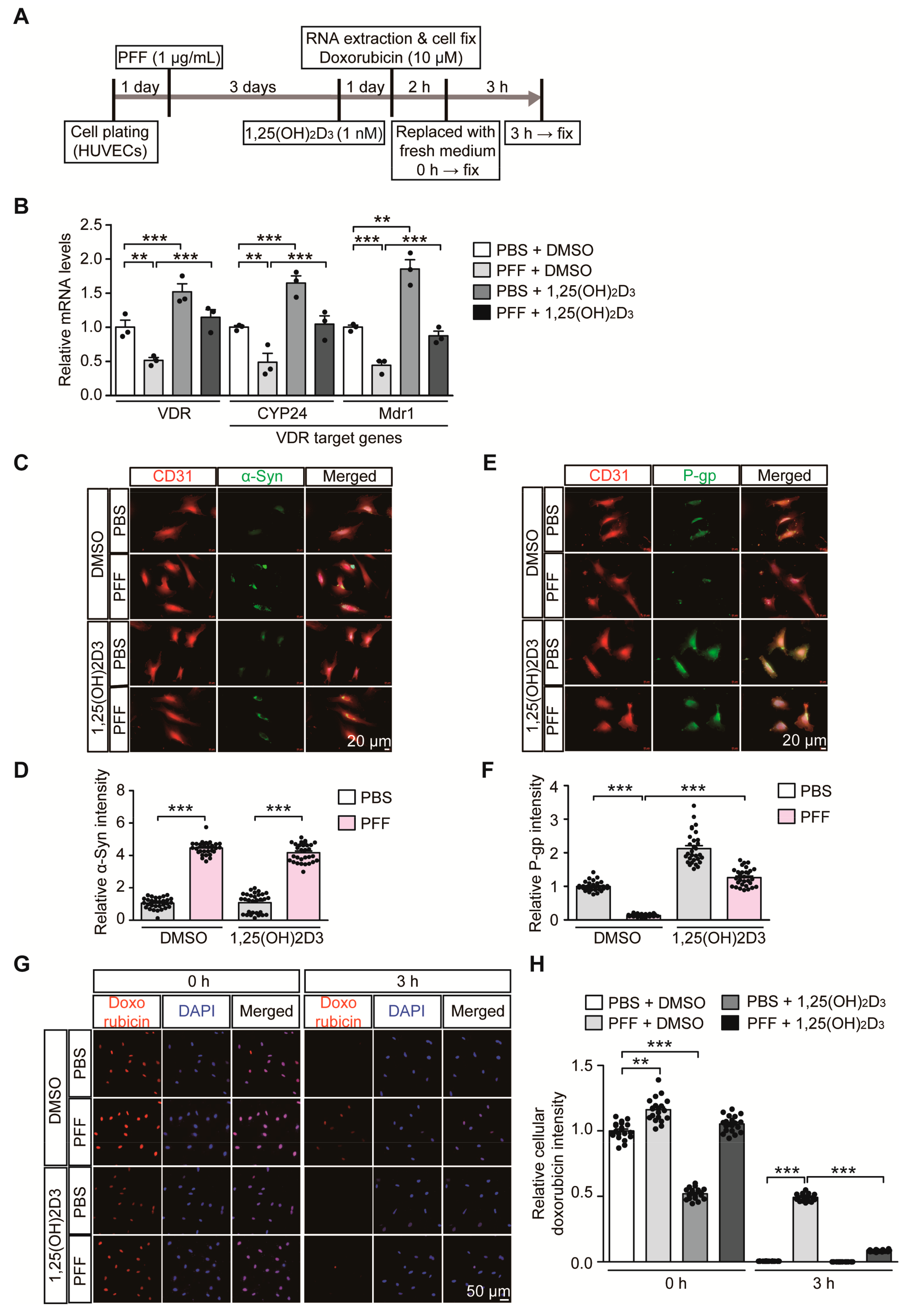 Ijms 21 08538 g004 Ijms 21 08538 g004