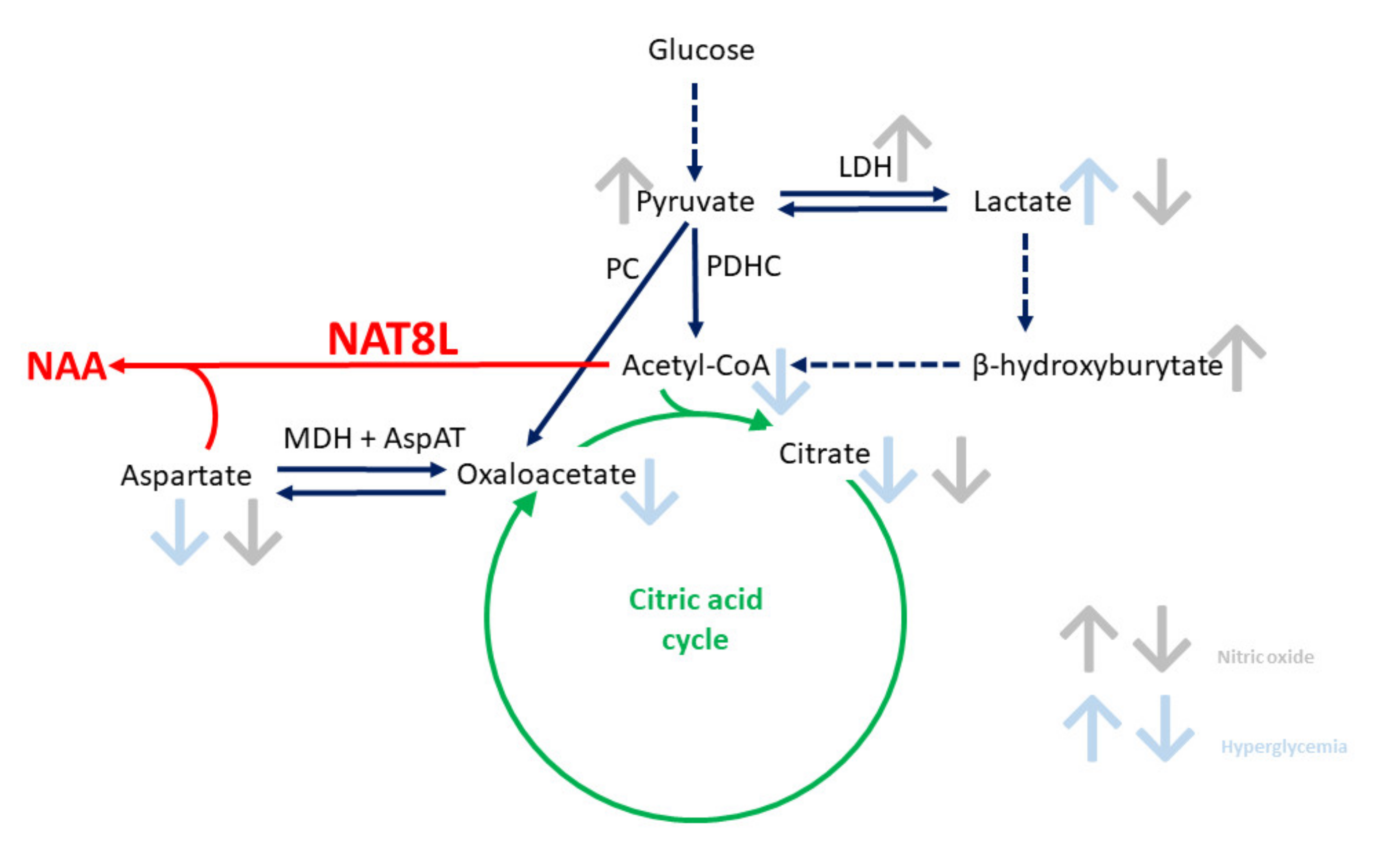 Ijms 21 08541 g001 Ijms 21 08541 g001