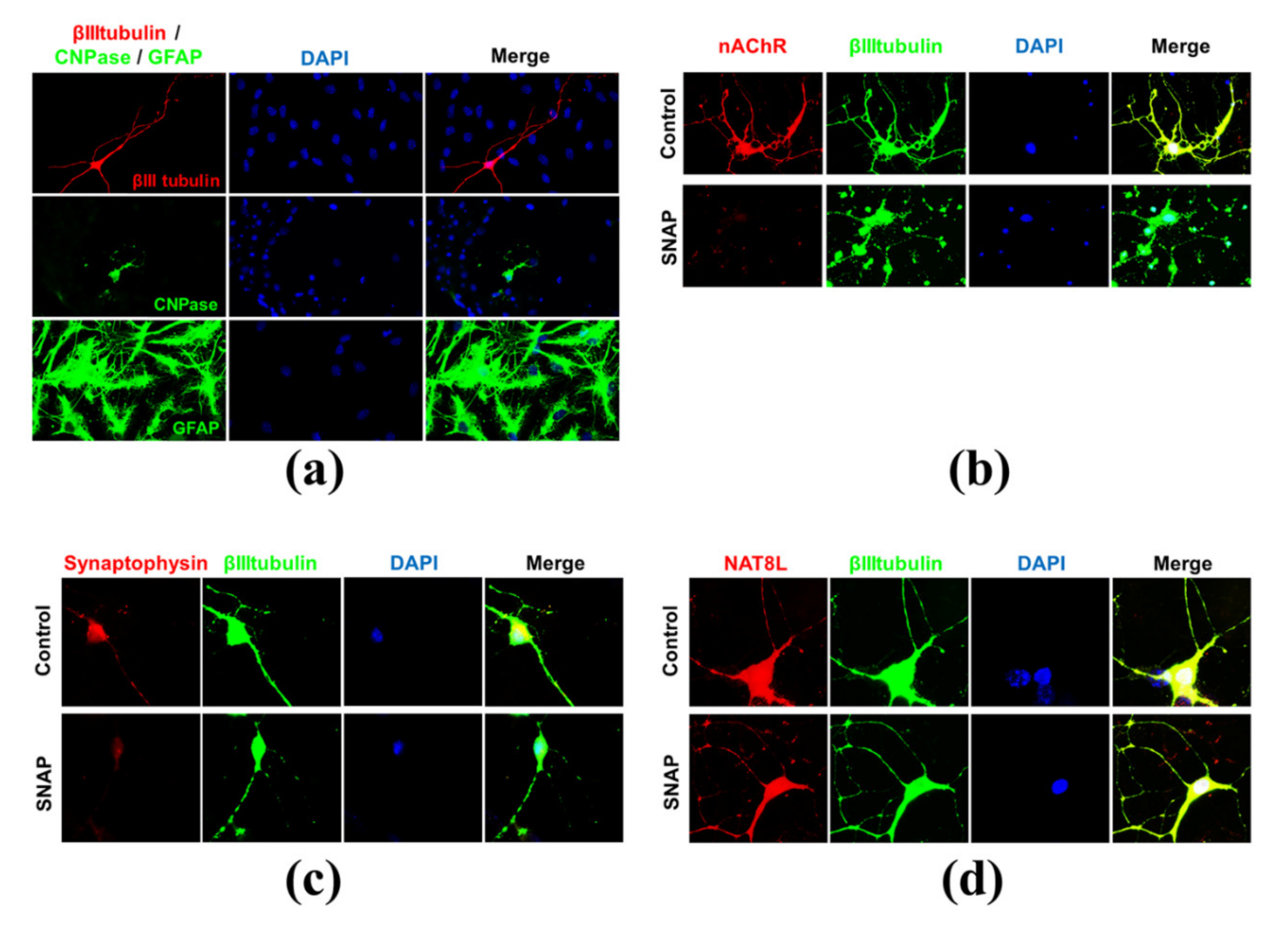 Ijms 21 08541 g002 Ijms 21 08541 g002