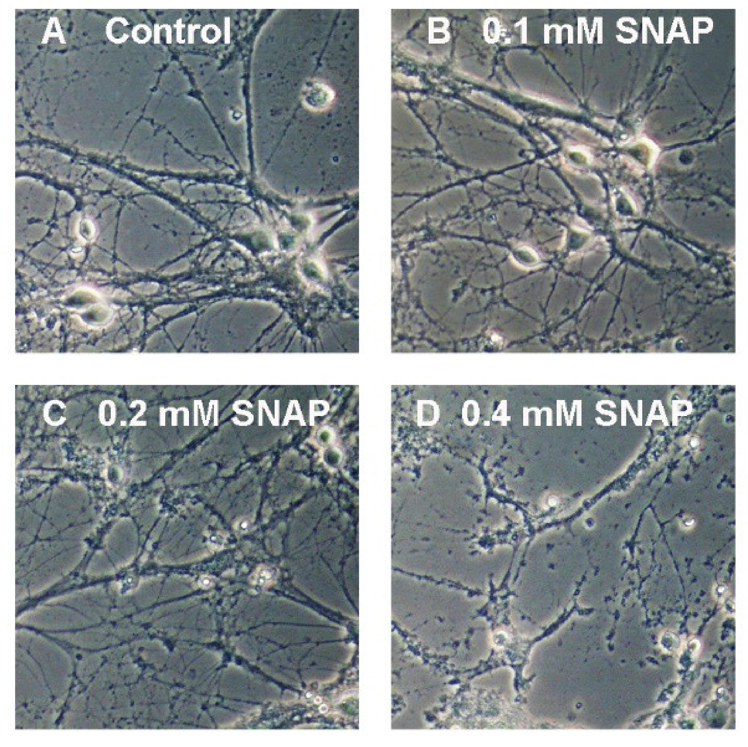 Ijms 21 08541 g004 Ijms 21 08541 g004