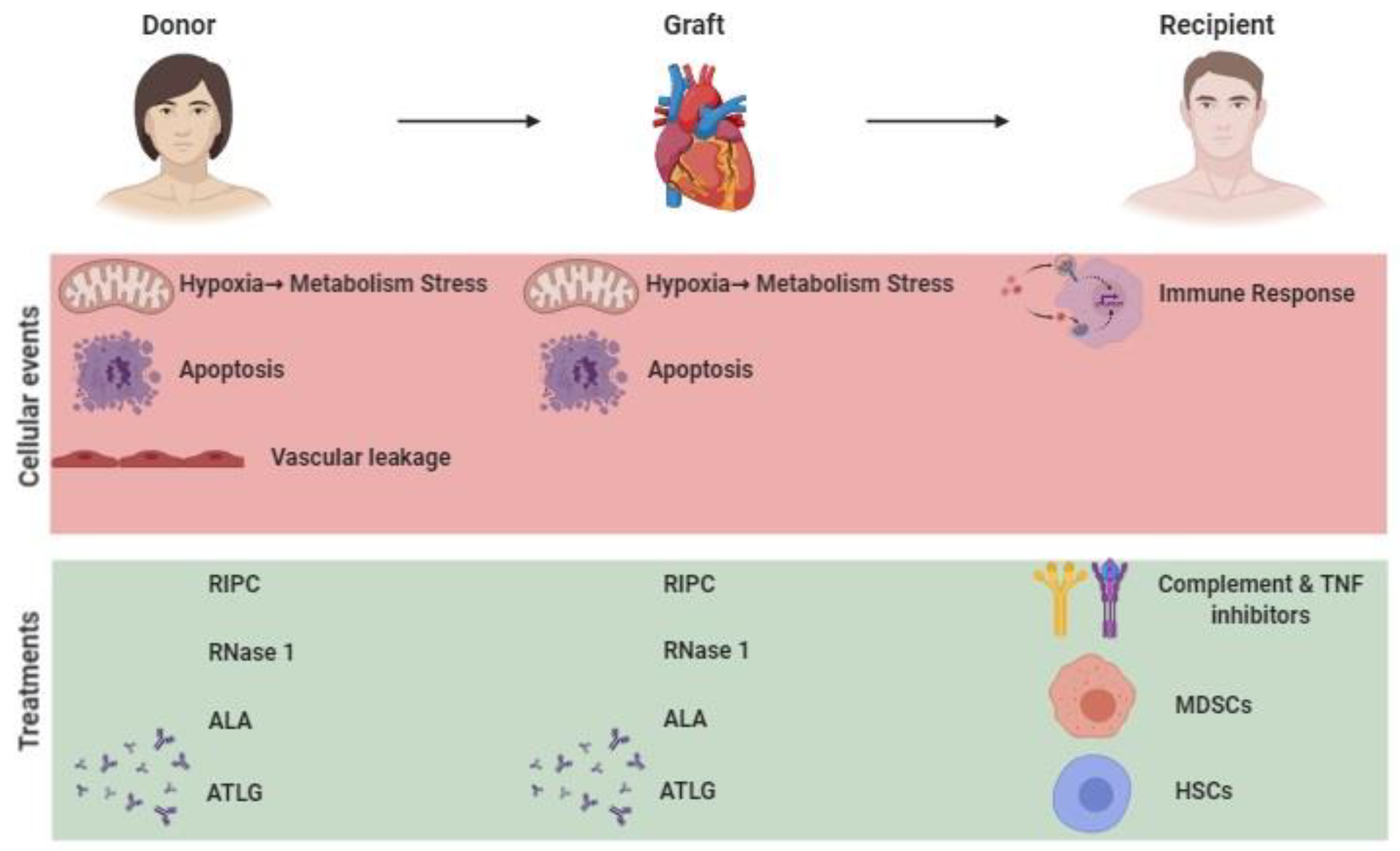 Ijms 21 08549 g001 Ijms 21 08549 g001