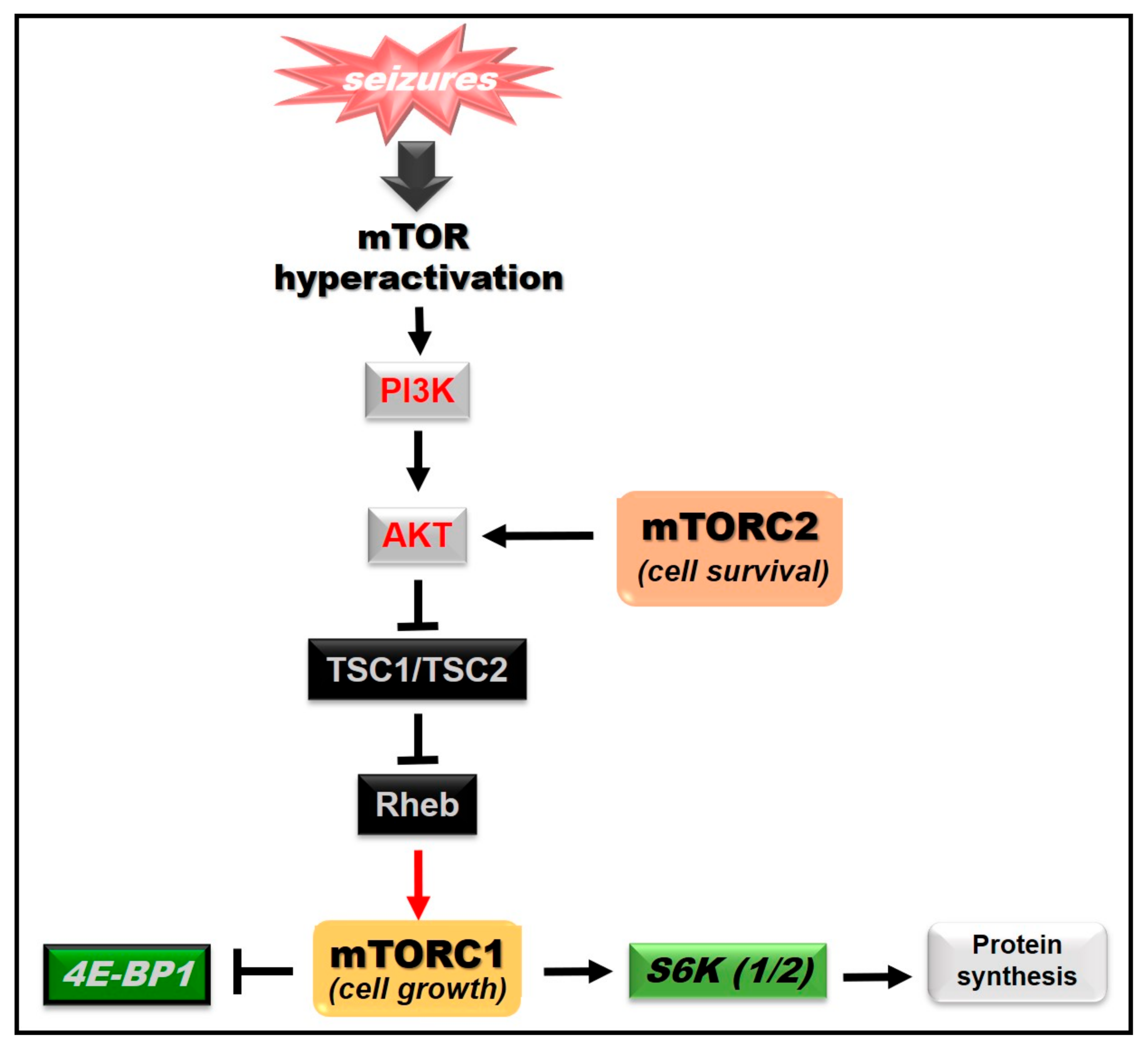 Ijms 21 08573 g002 Ijms 21 08573 g002