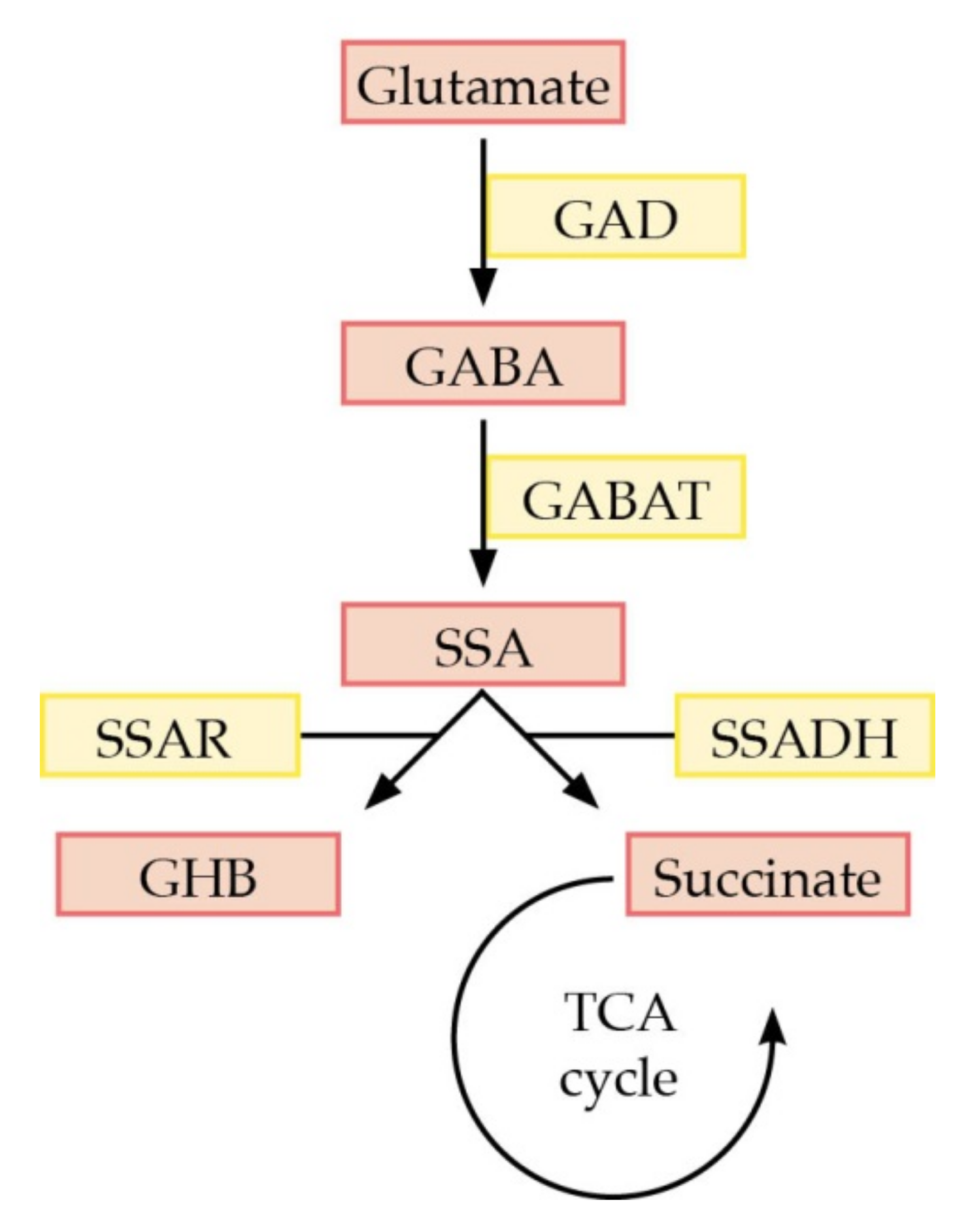 Ijms 21 08578 g001 Ijms 21 08578 g001
