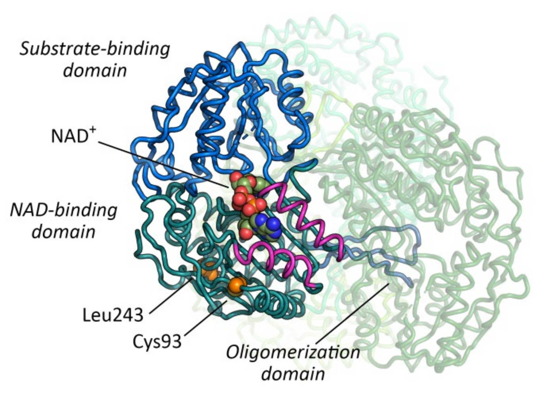 Ijms 21 08578 g003 Ijms 21 08578 g003