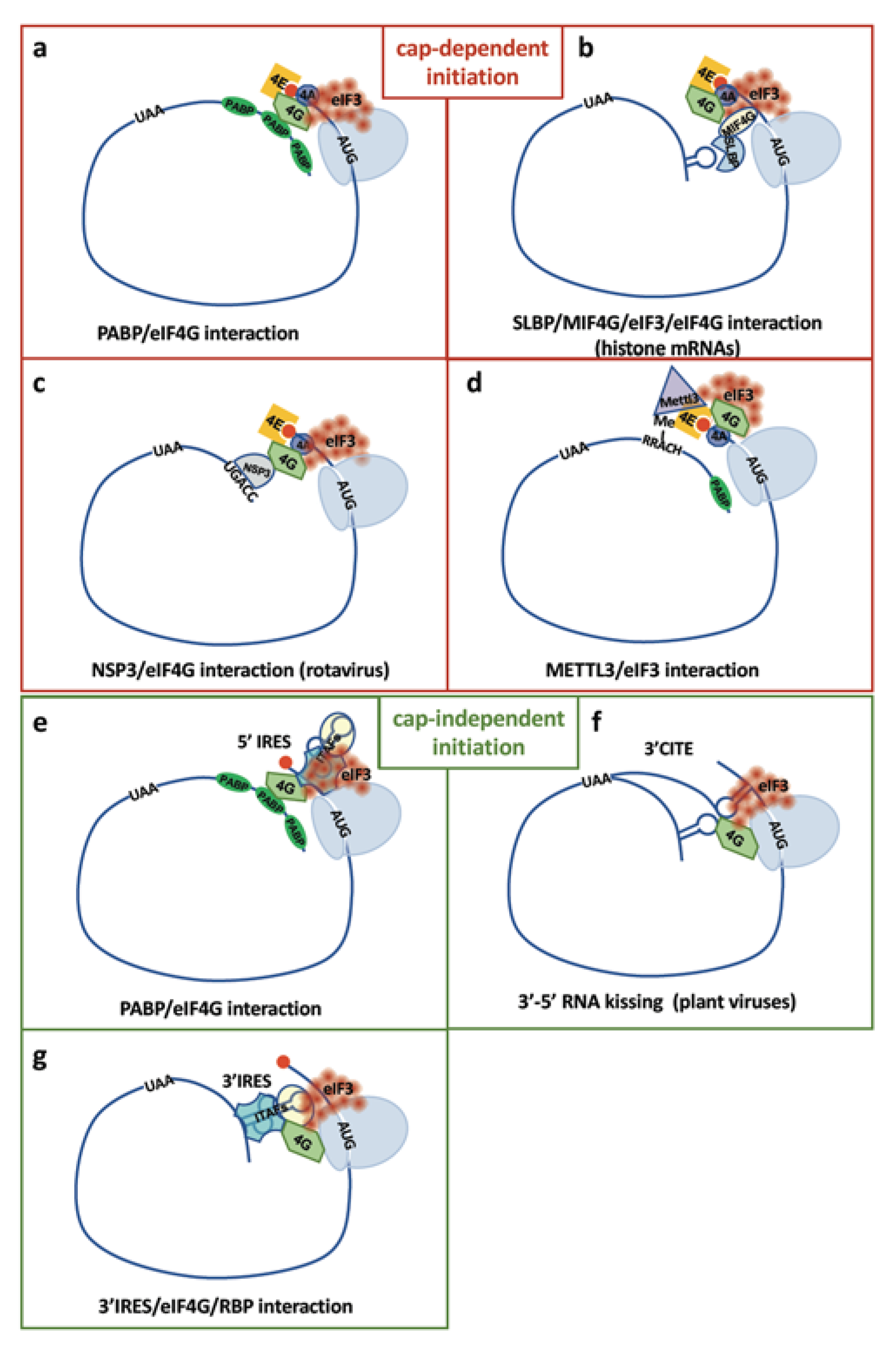 Ijms 21 08591 g002 Ijms 21 08591 g002