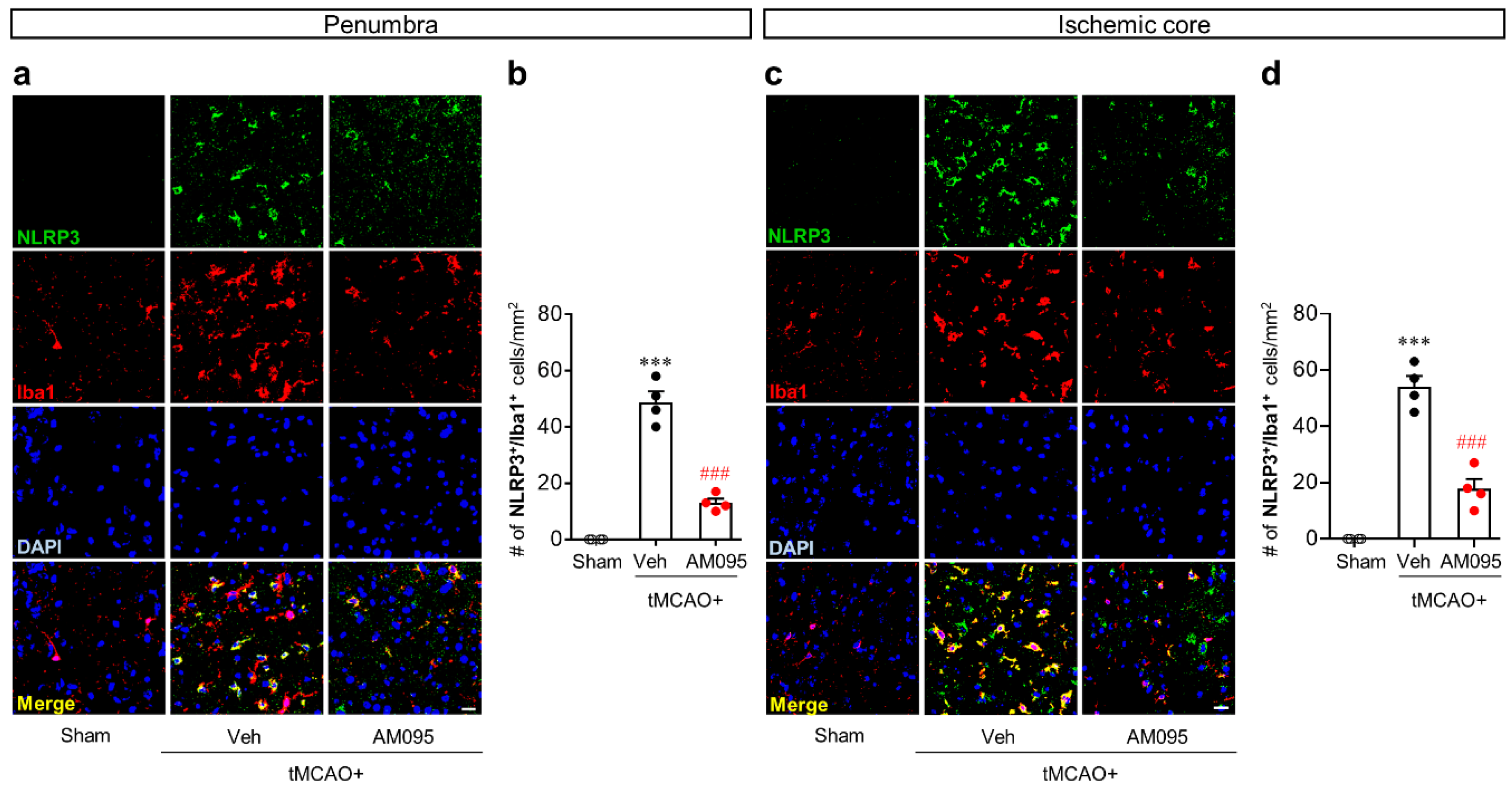 Ijms 21 08595 g002 Ijms 21 08595 g002