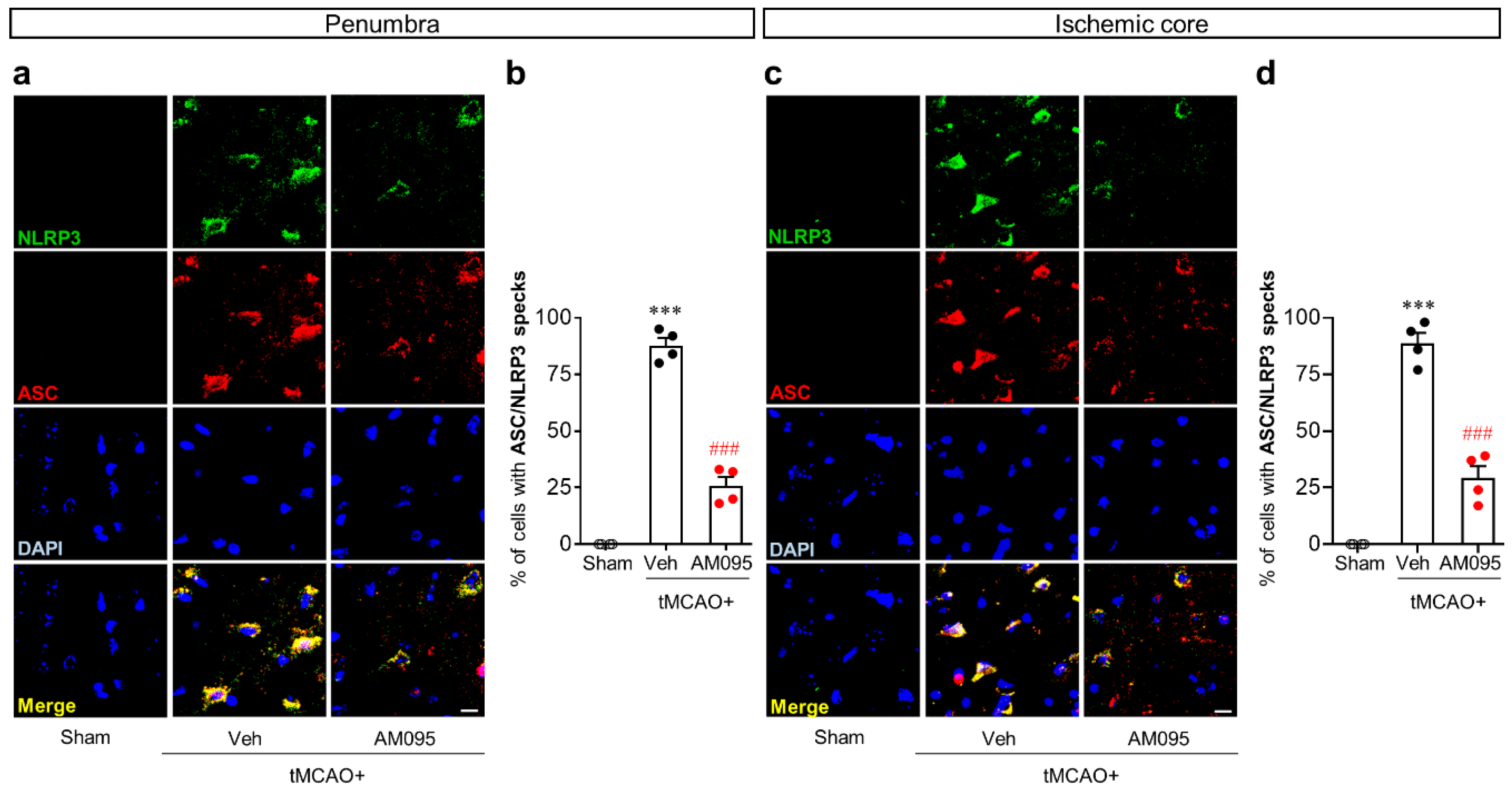 Ijms 21 08595 g004 Ijms 21 08595 g004
