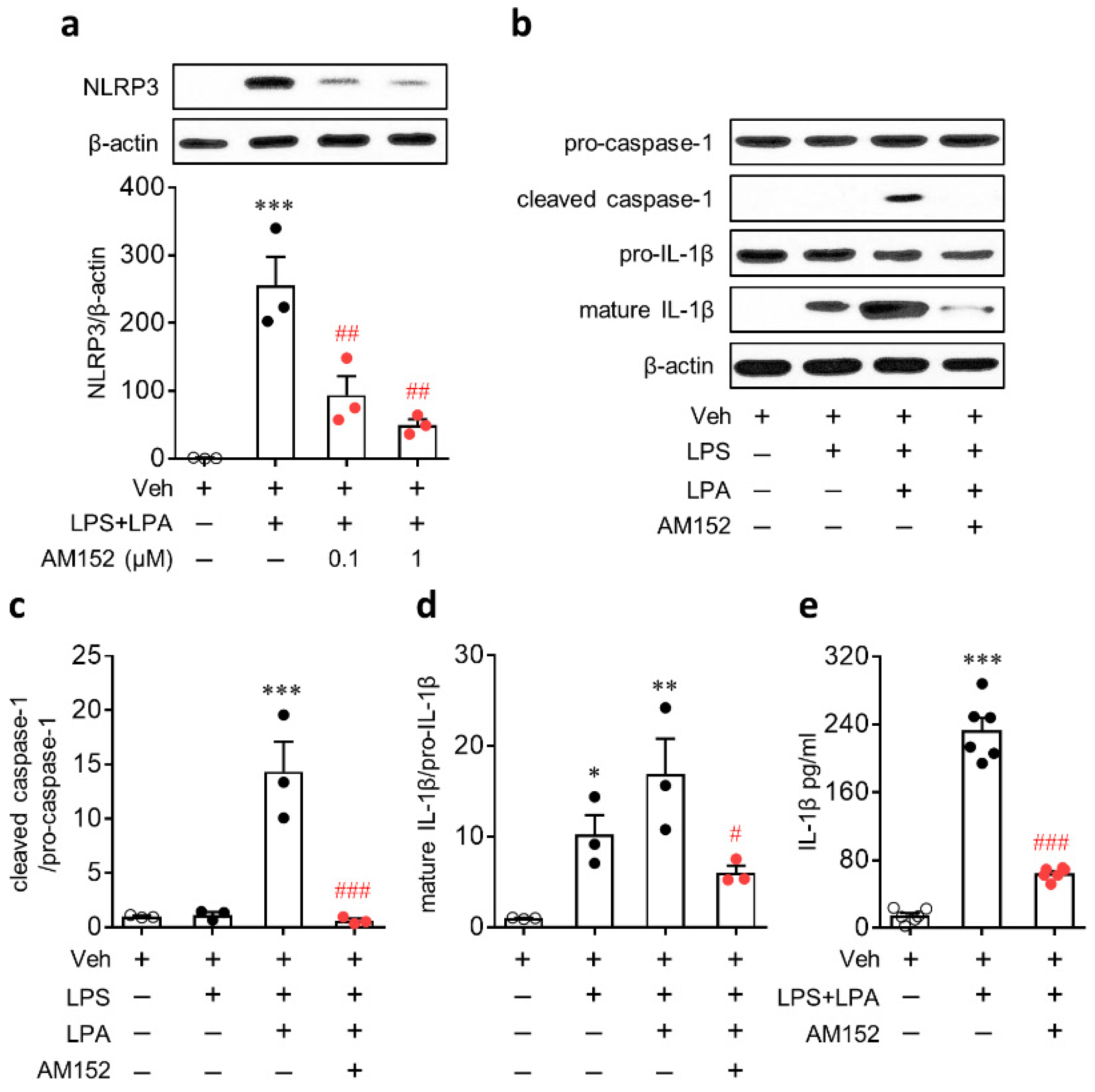 Ijms 21 08595 g005 Ijms 21 08595 g005