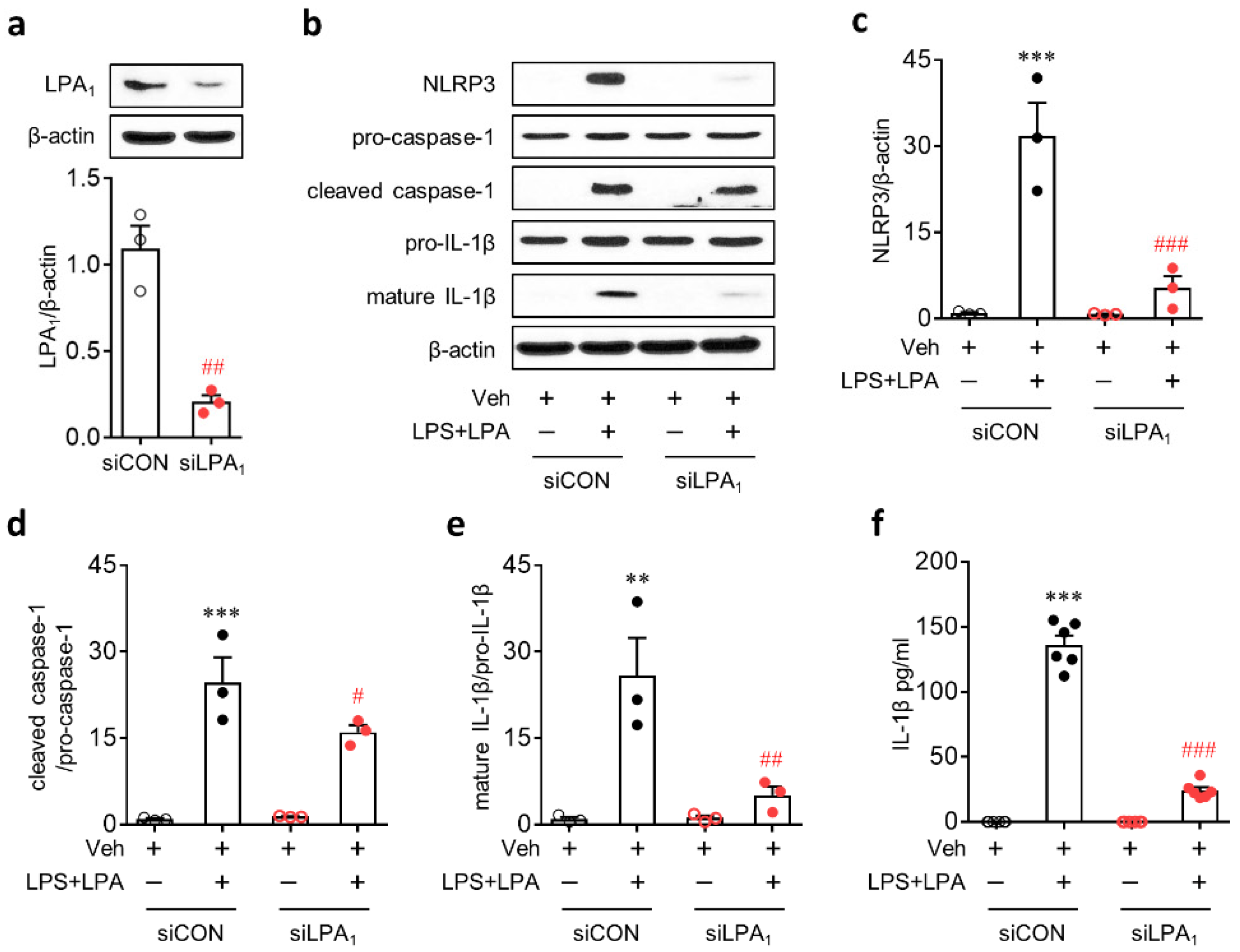 Ijms 21 08595 g006 Ijms 21 08595 g006