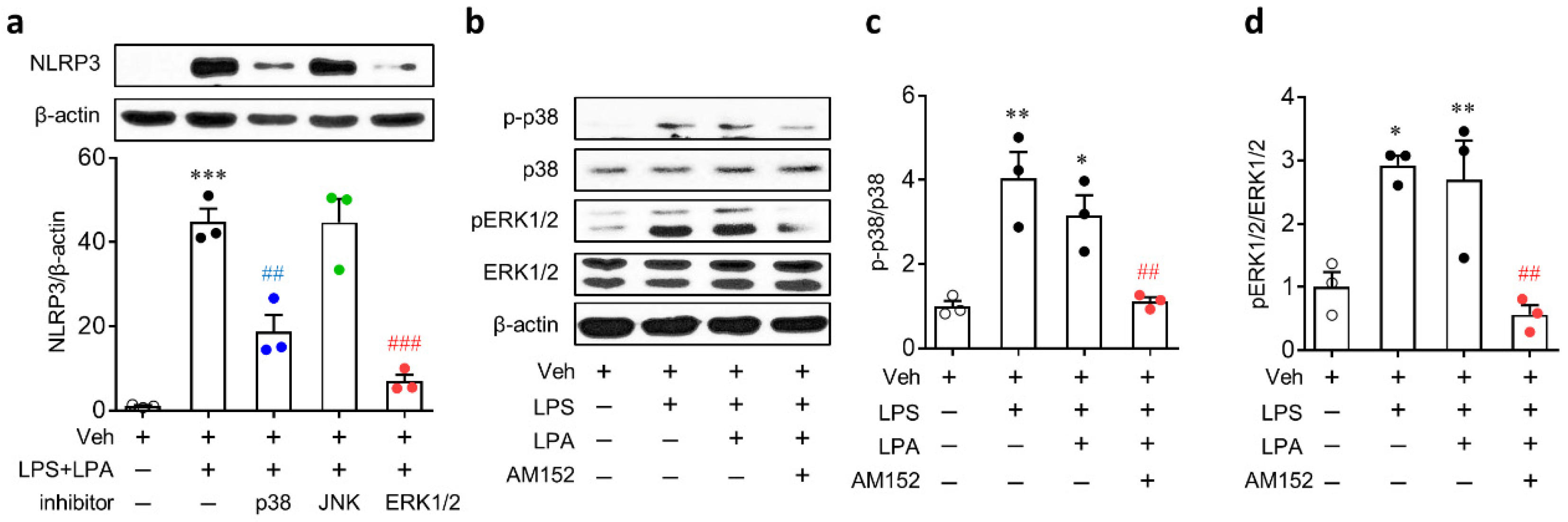 Ijms 21 08595 g008 Ijms 21 08595 g008