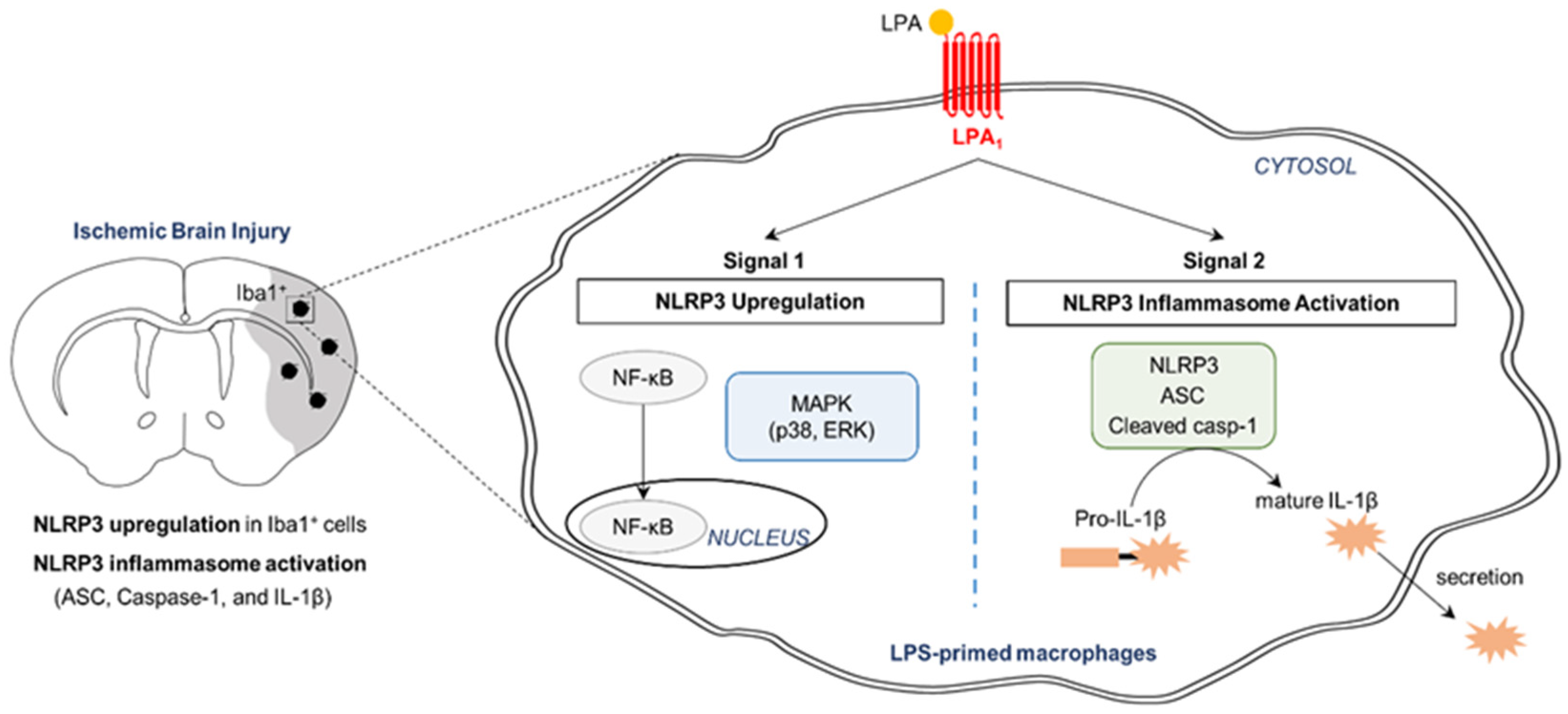 Ijms 21 08595 g009 Ijms 21 08595 g009