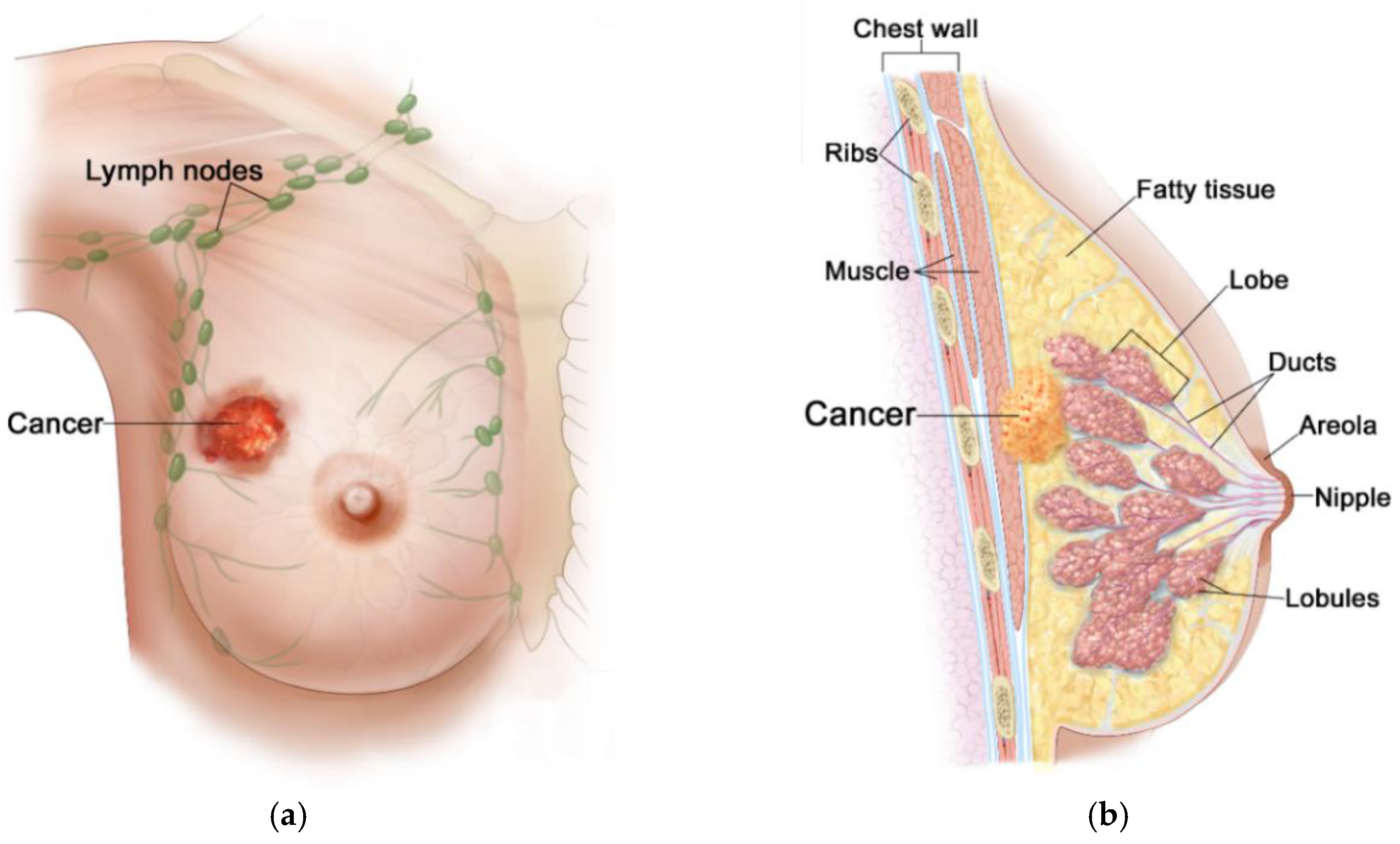 Ijms 21 08597 g002 Ijms 21 08597 g002