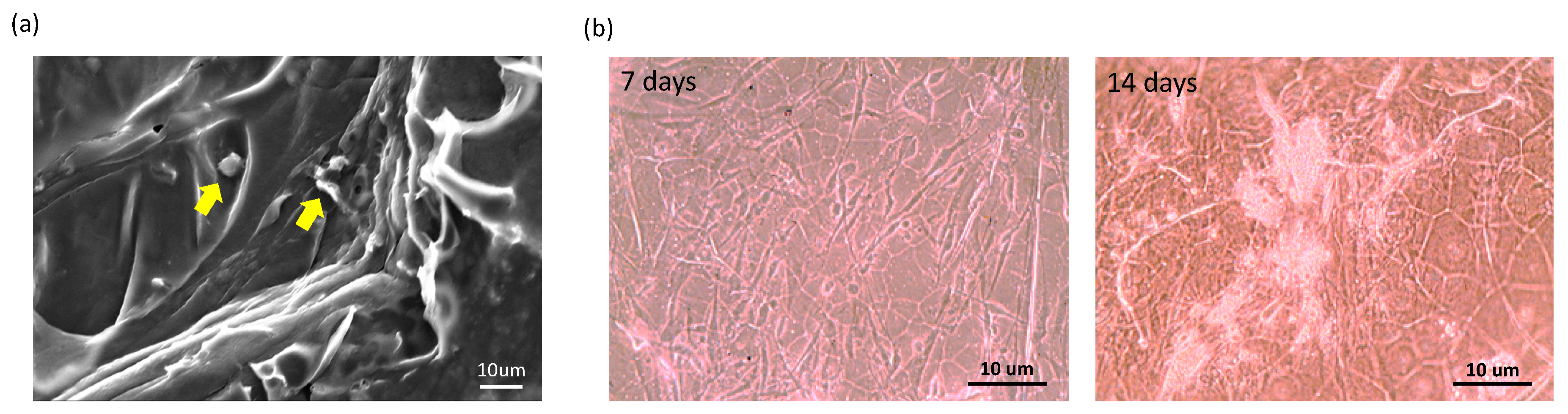 Ijms 21 08632 g003 Ijms 21 08632 g003