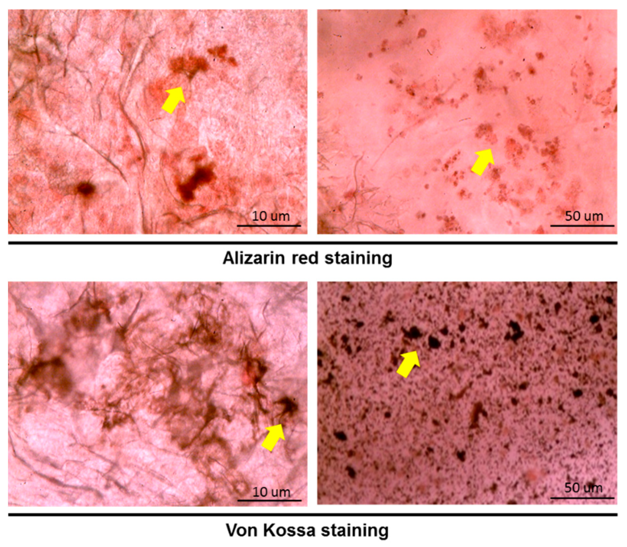 Ijms 21 08632 g007 Ijms 21 08632 g007