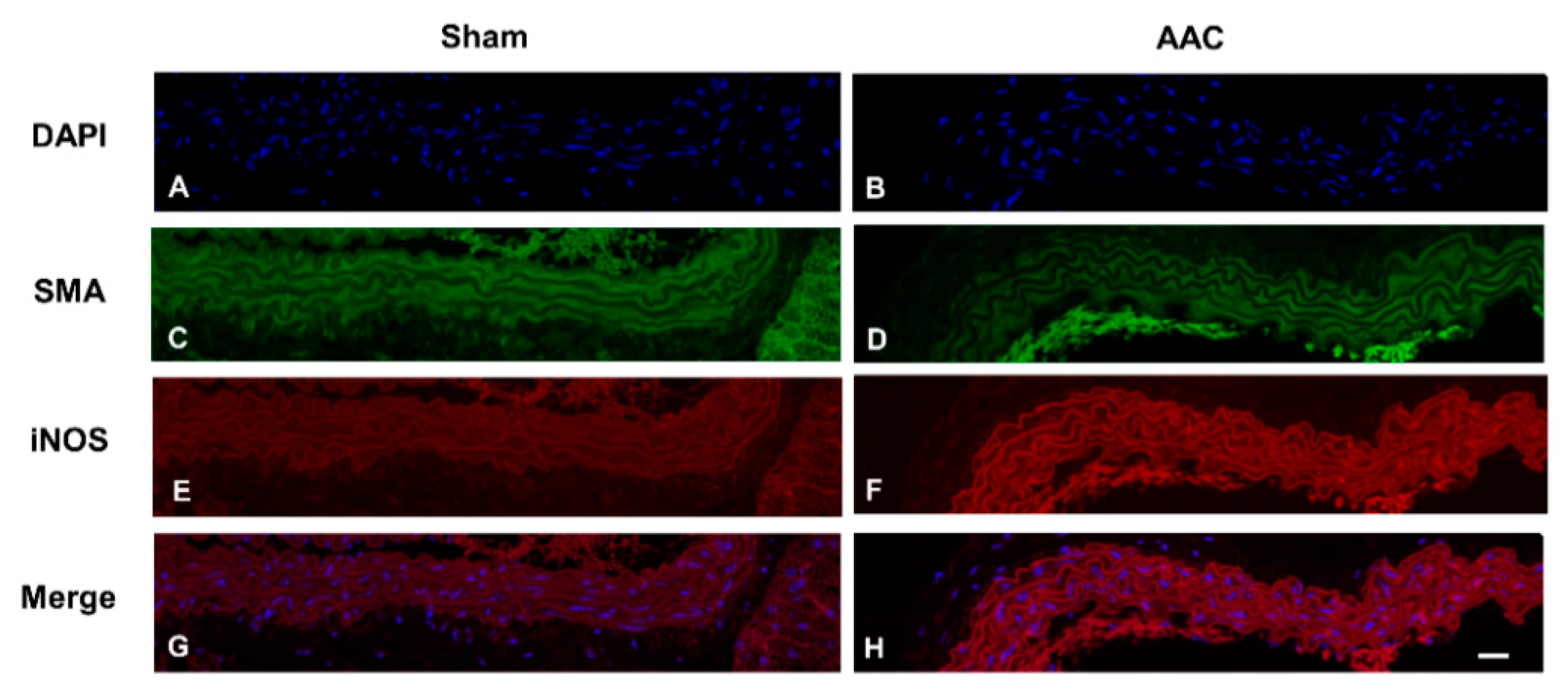 Ijms 21 08660 g005 Ijms 21 08660 g005