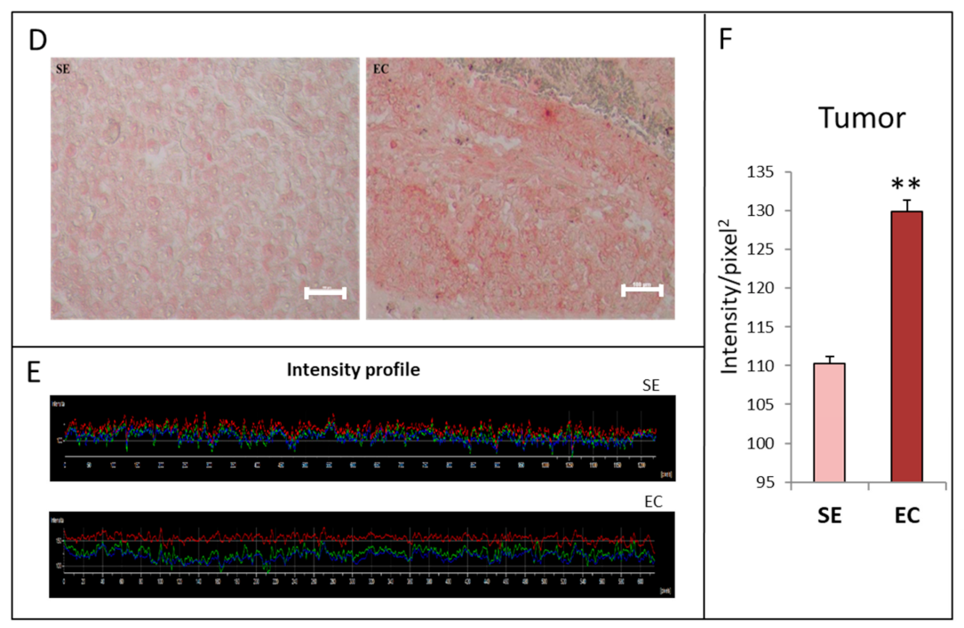 Ijms 21 08669 g001b Ijms 21 08669 g001b