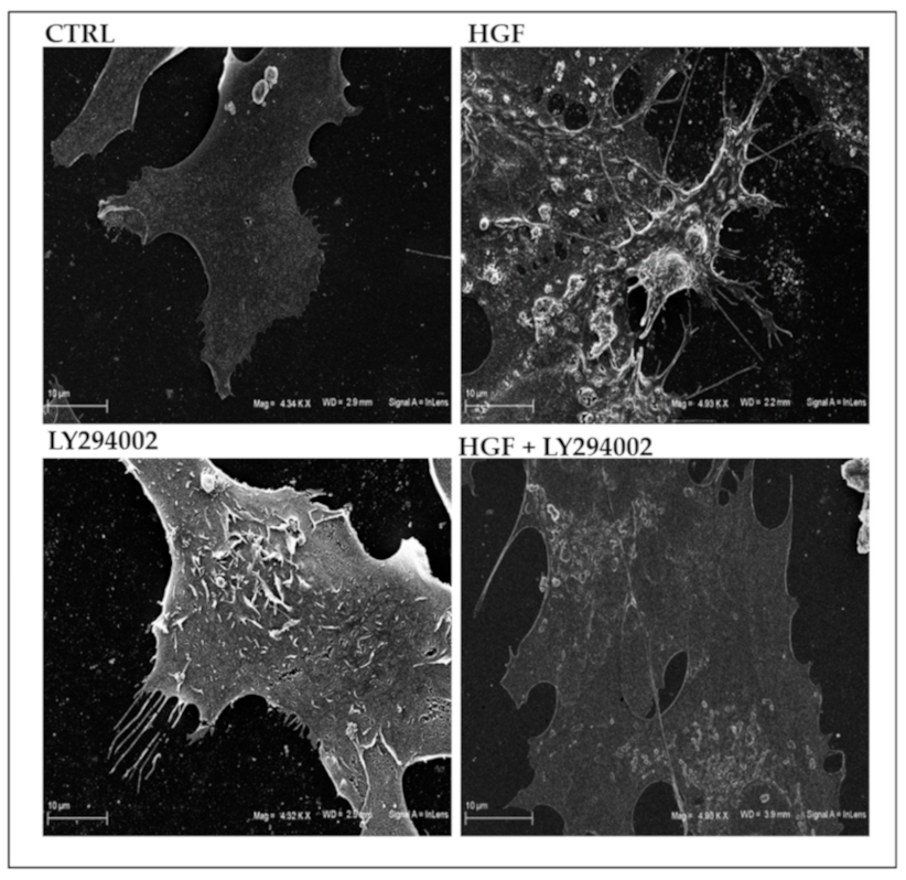 Ijms 21 08669 g003 Ijms 21 08669 g003