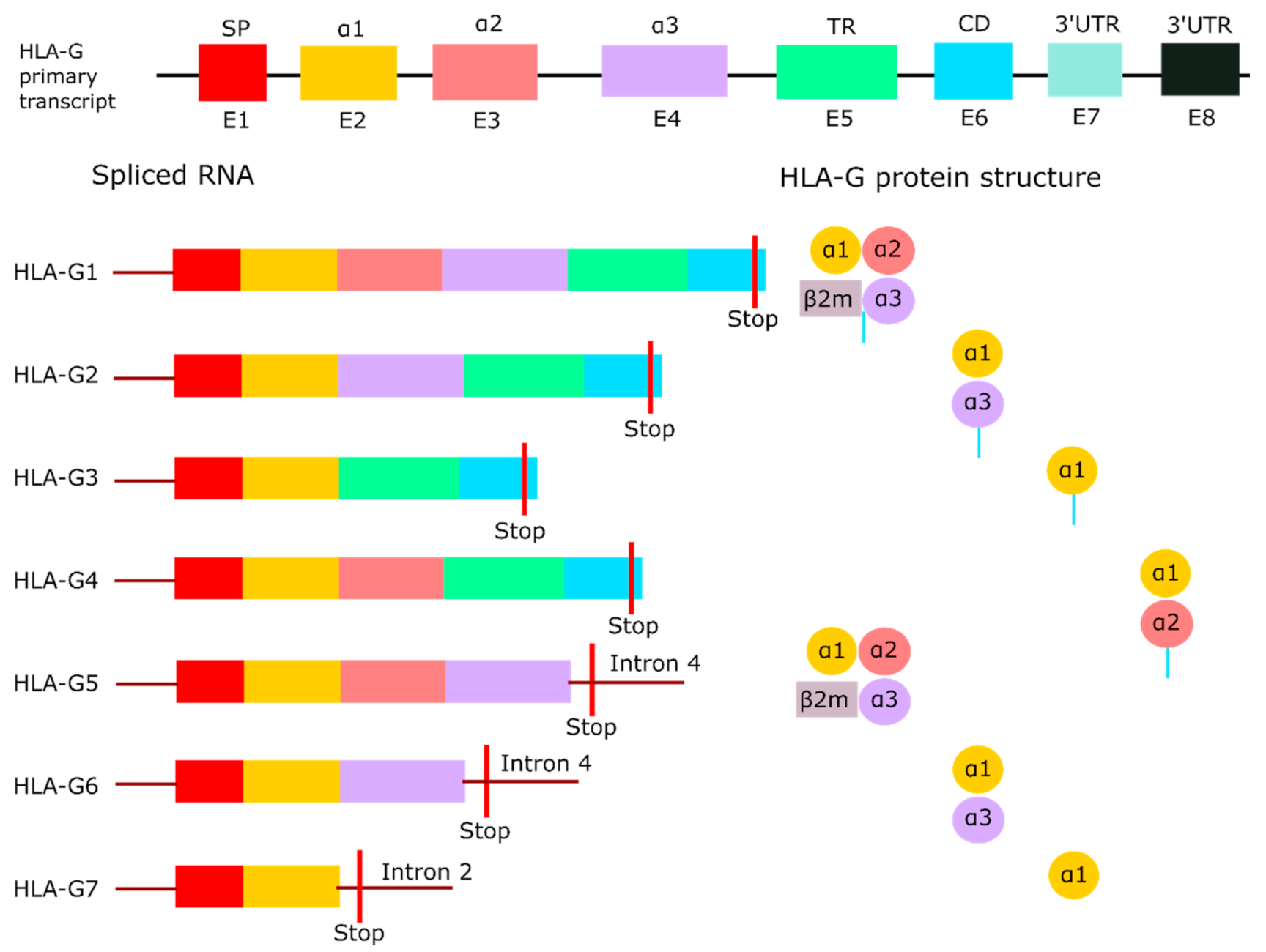 Ijms 21 08678 g001 Ijms 21 08678 g001
