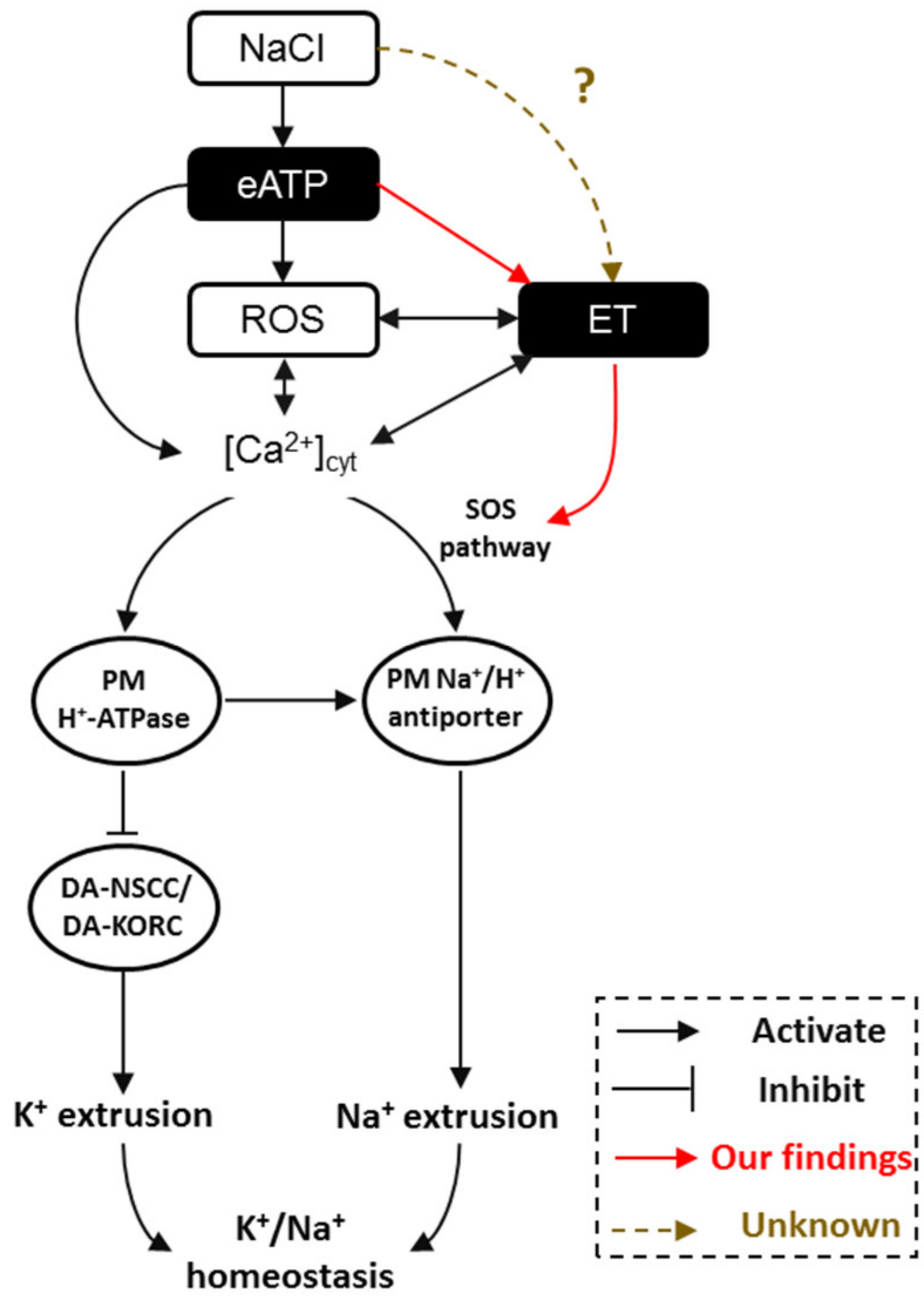 Ijms 21 08683 g008 Ijms 21 08683 g008