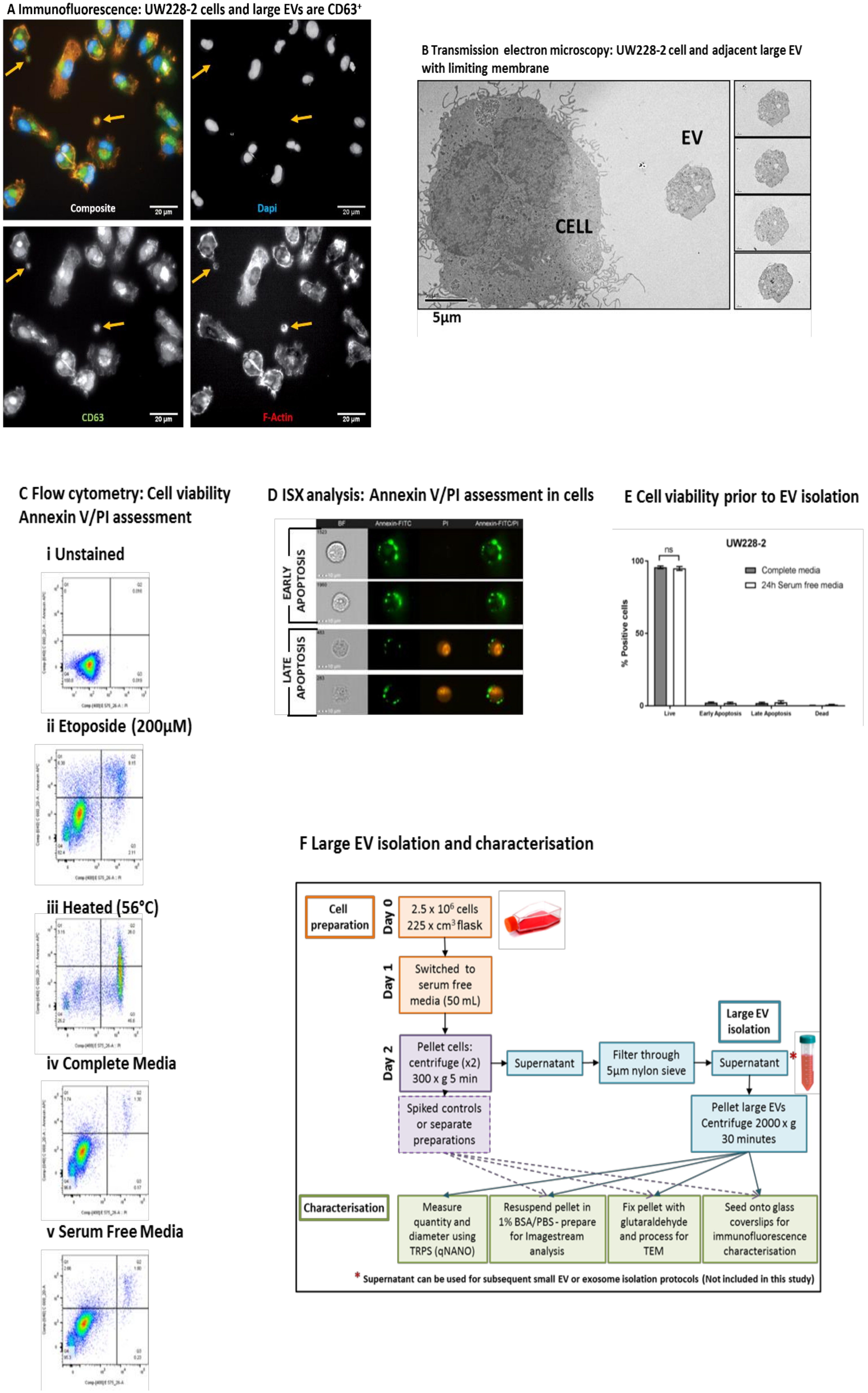 Ijms 21 08723 g001 Ijms 21 08723 g001