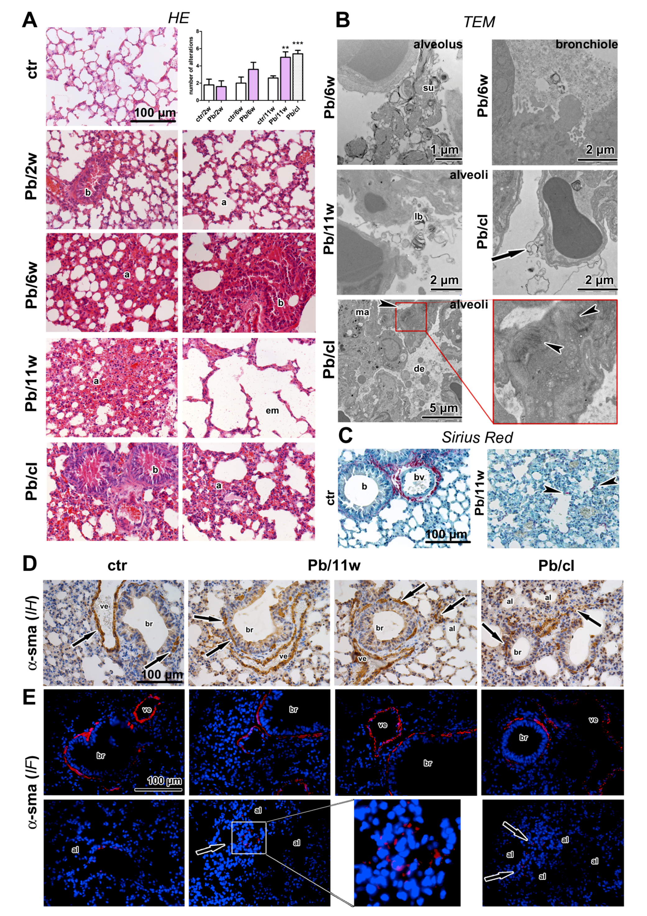 Ijms 21 08738 g002 Ijms 21 08738 g002