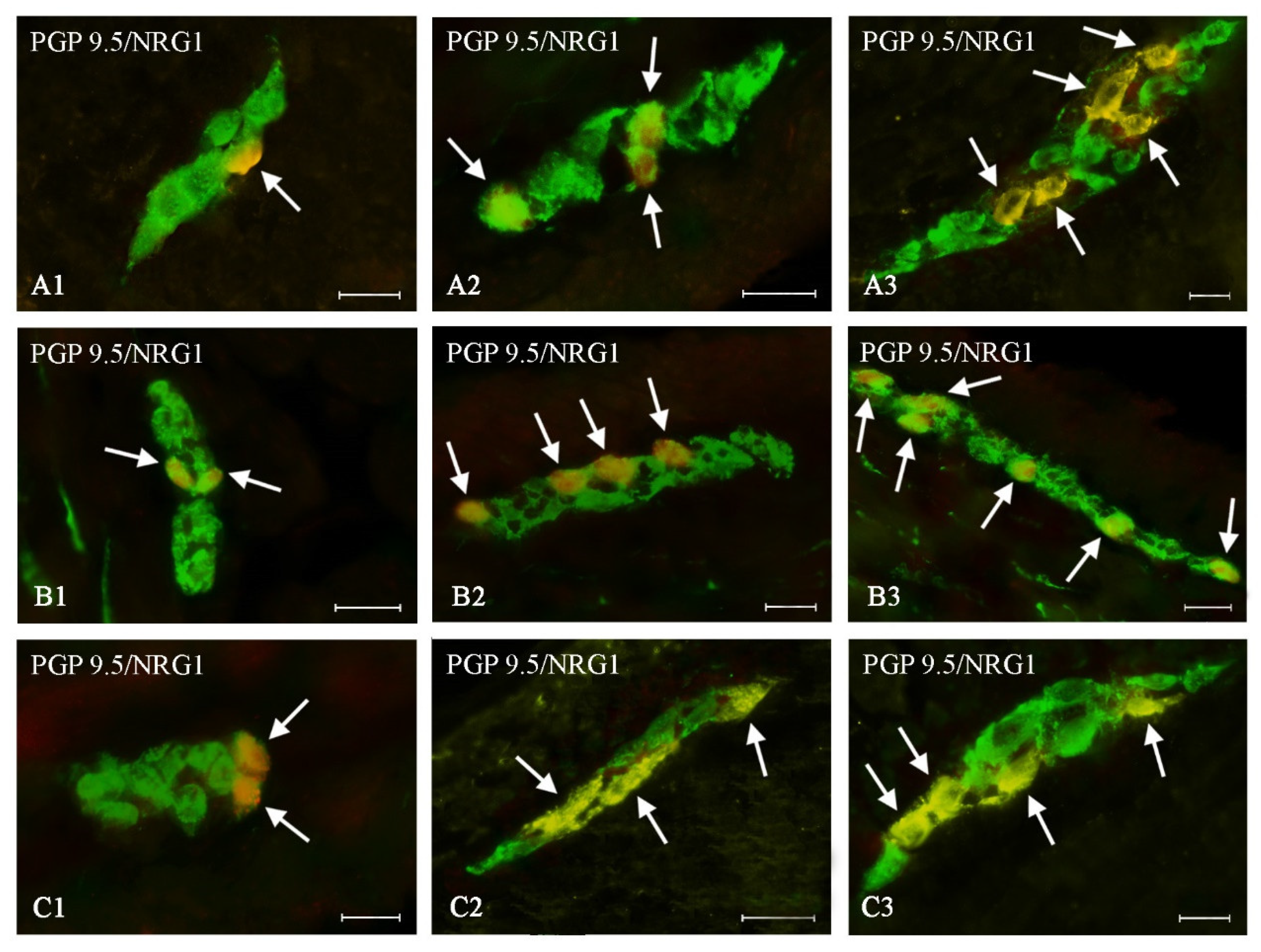 Ijms 21 08743 g002 Ijms 21 08743 g002