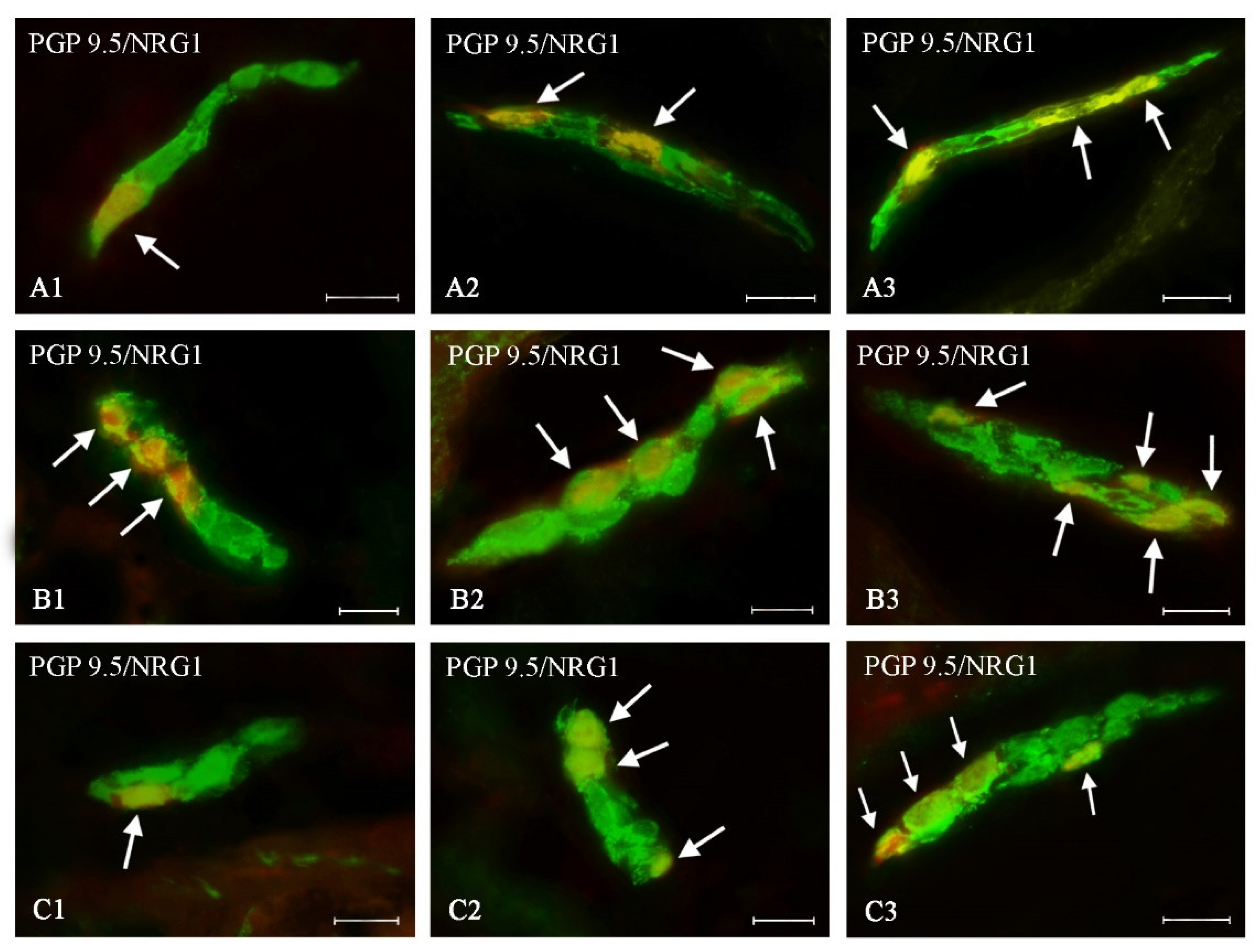 Ijms 21 08743 g003 Ijms 21 08743 g003