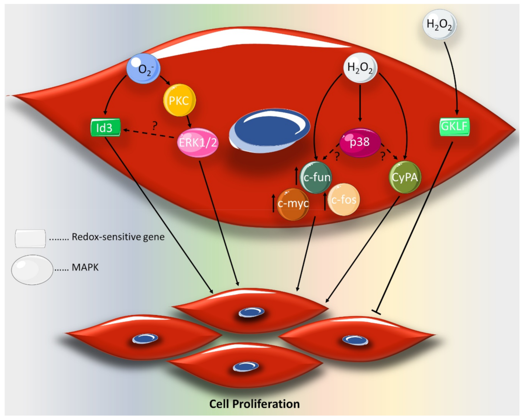 Ijms 21 08764 g001 Ijms 21 08764 g001