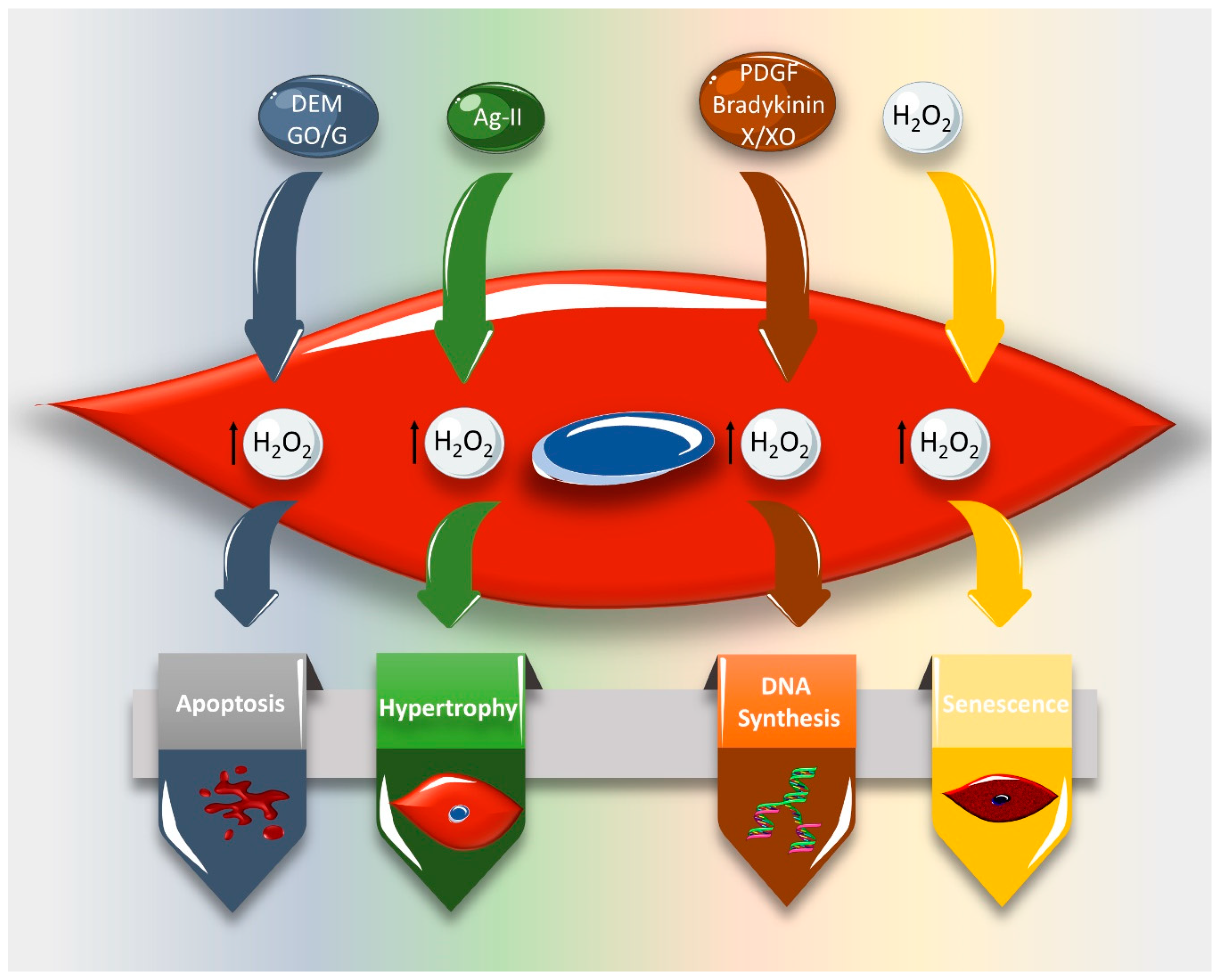 Ijms 21 08764 g005 Ijms 21 08764 g005