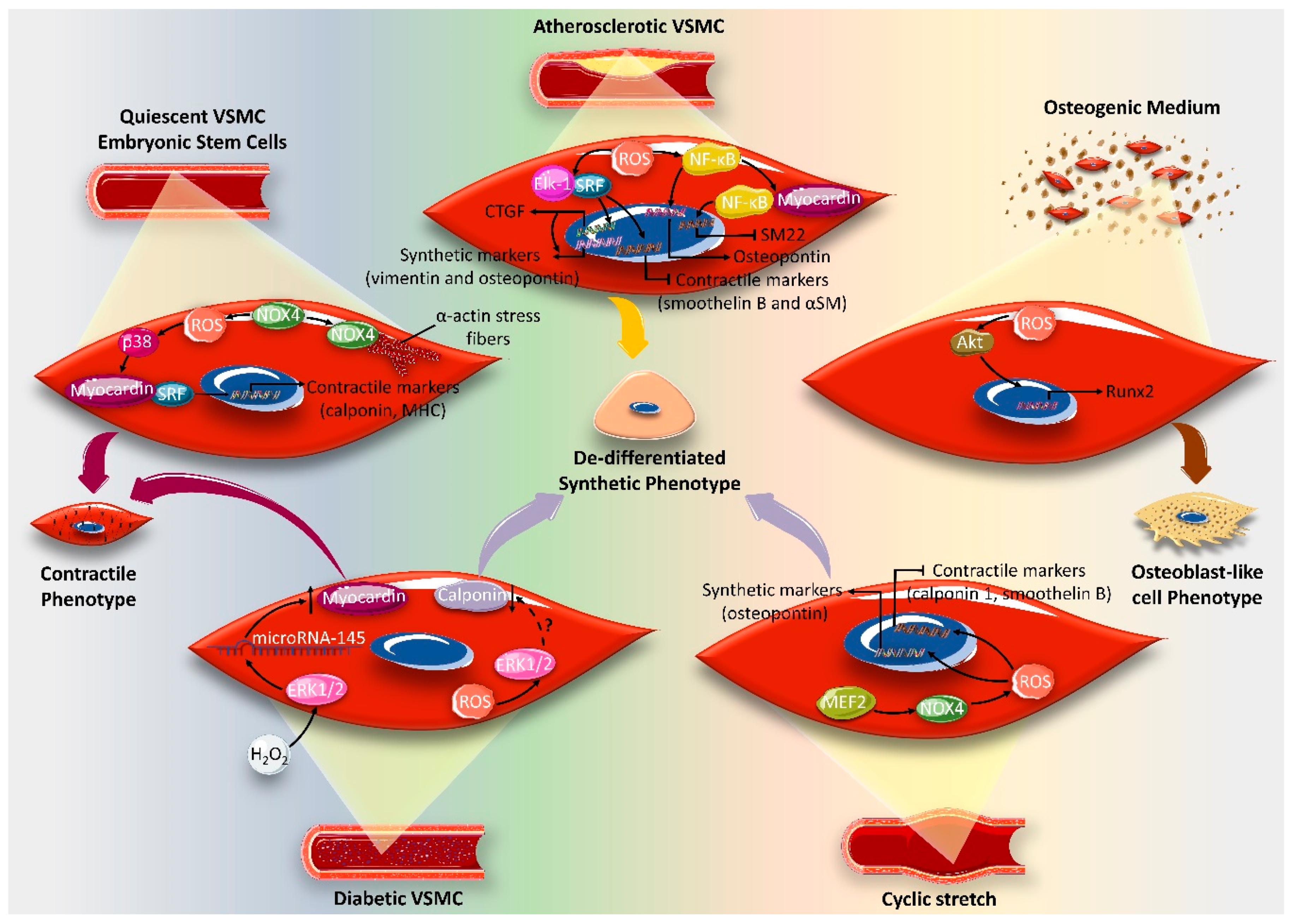 Ijms 21 08764 g006 Ijms 21 08764 g006