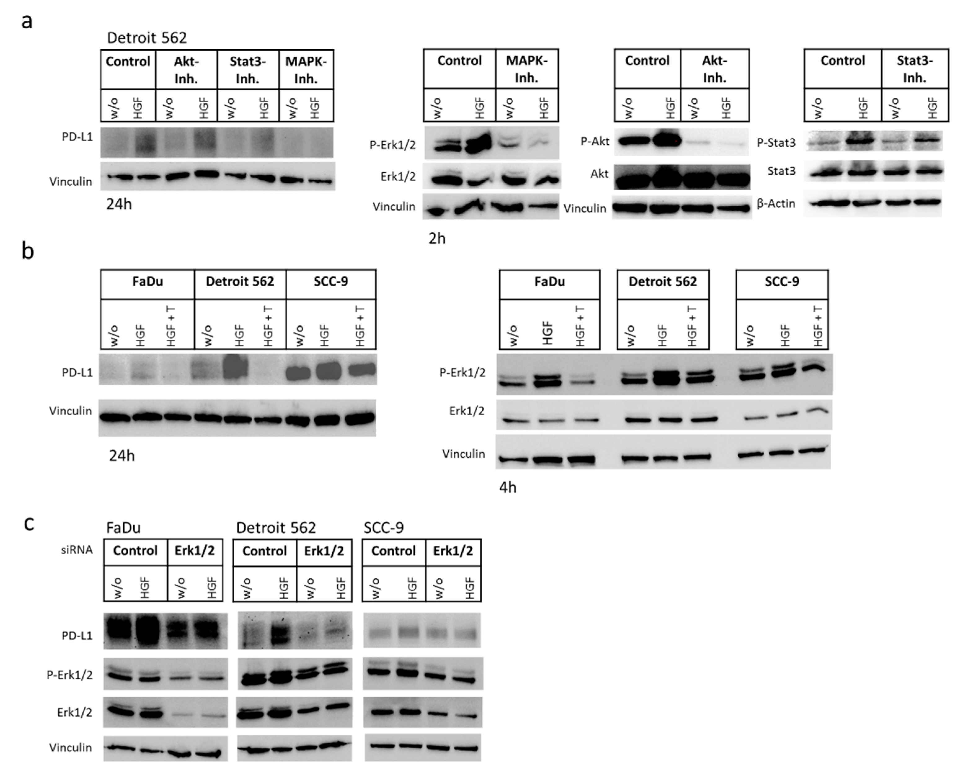 Ijms 21 08770 g004 Ijms 21 08770 g004