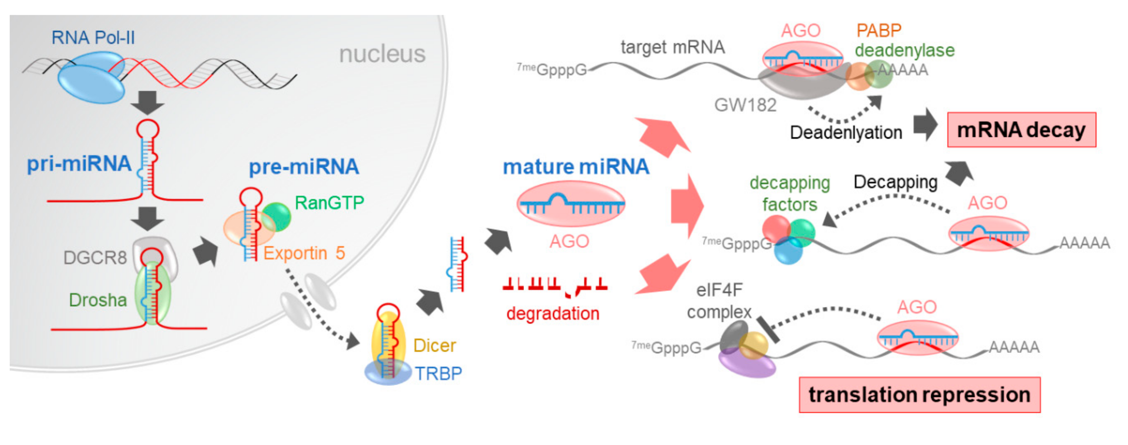 Ijms 21 08782 g001 Ijms 21 08782 g001