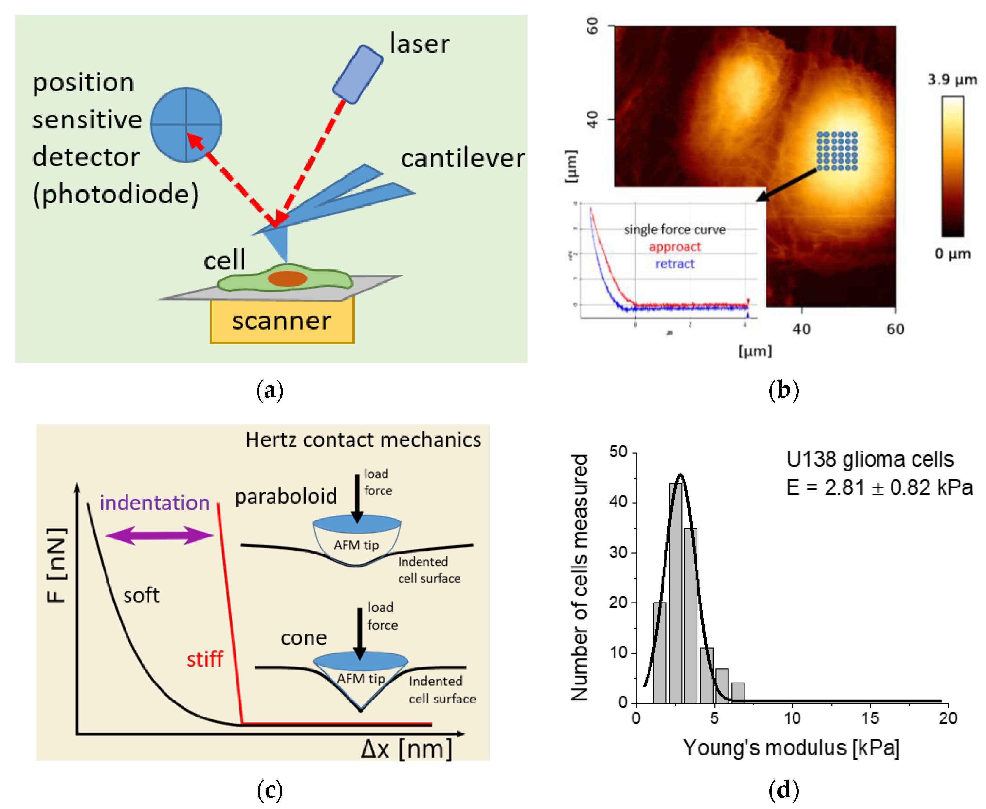 Ijms 21 08786 g001 Ijms 21 08786 g001