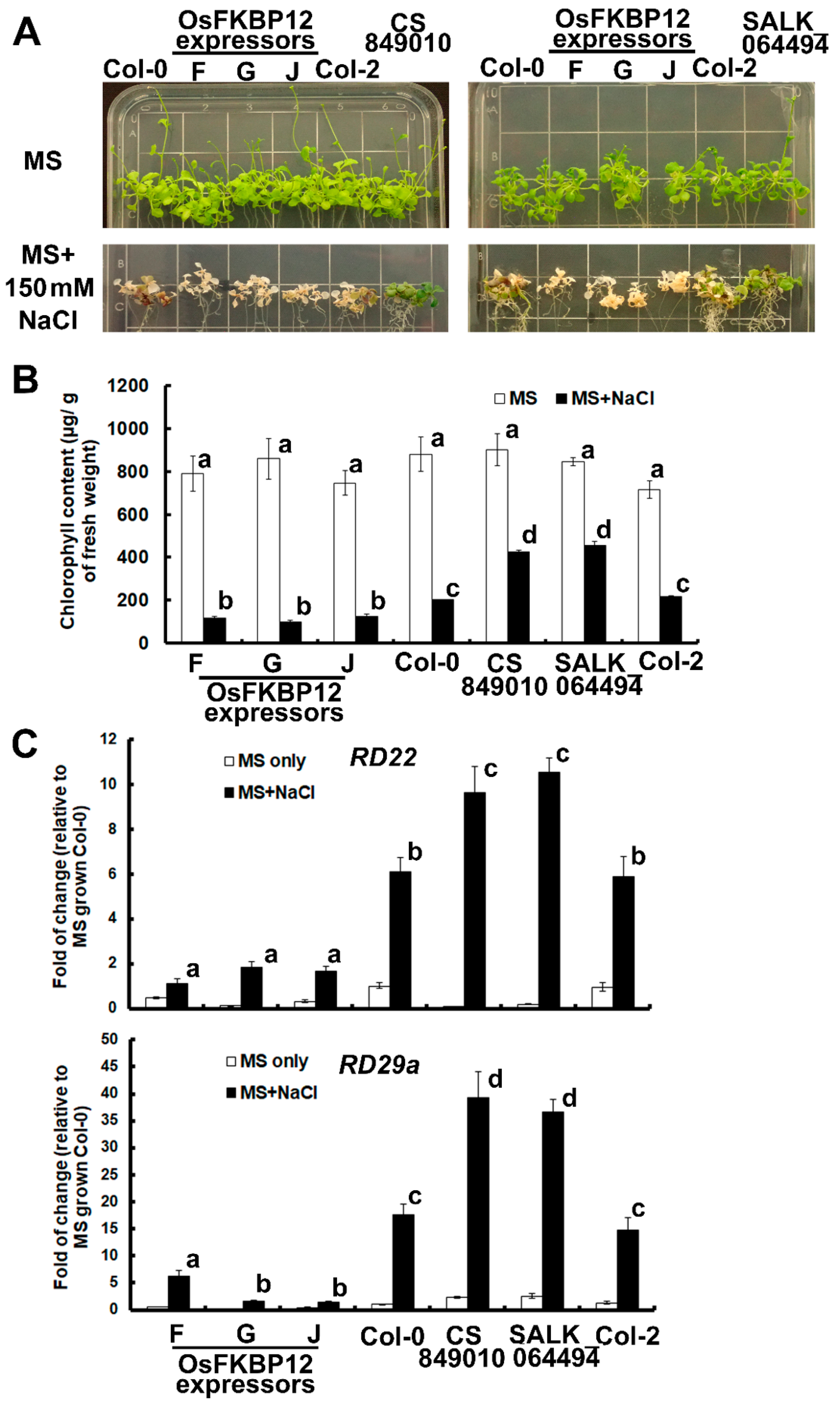 Ijms 21 08791 g004 Ijms 21 08791 g004