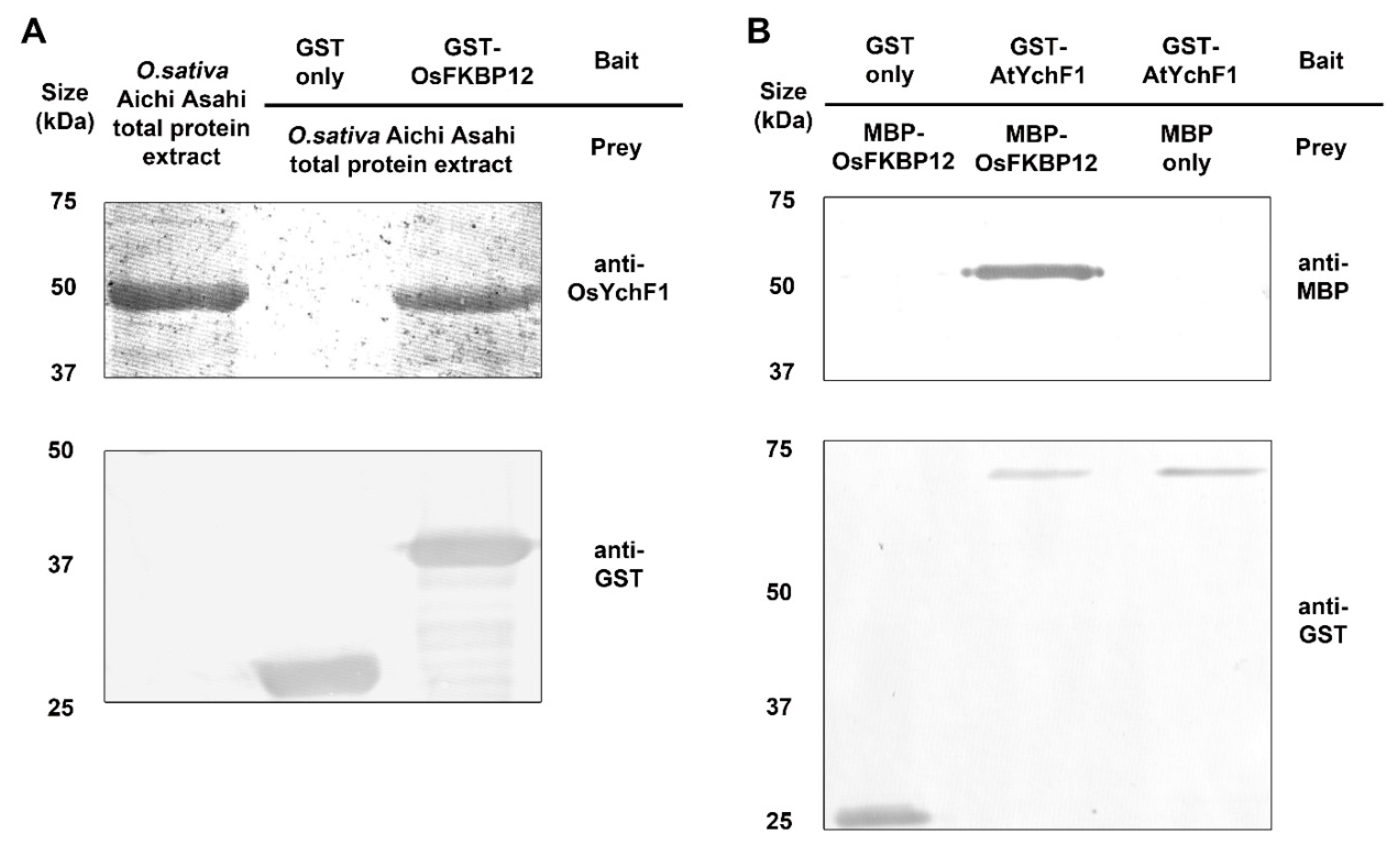 Ijms 21 08791 g005 Ijms 21 08791 g005
