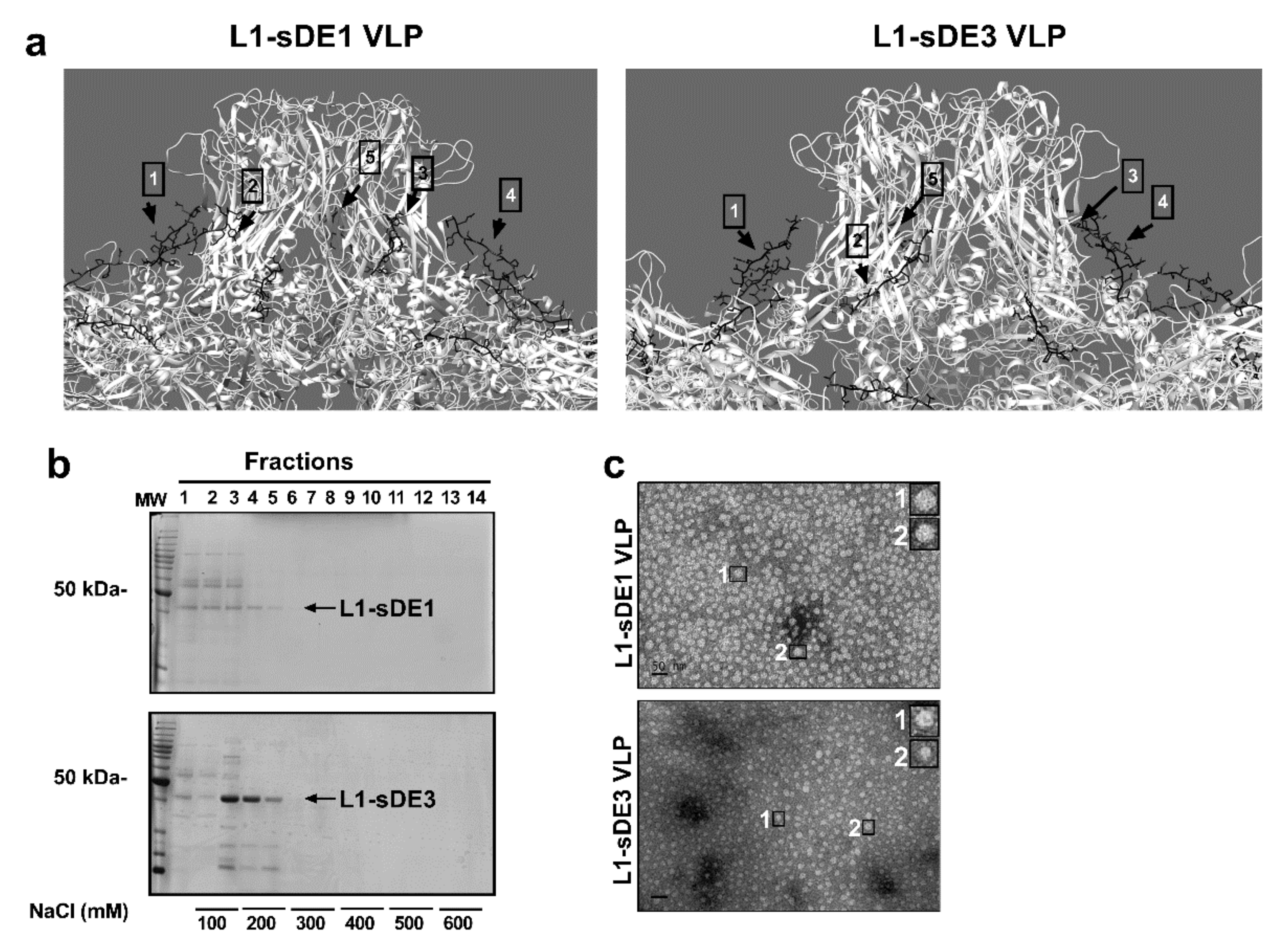 Ijms 21 08798 g004 Ijms 21 08798 g004