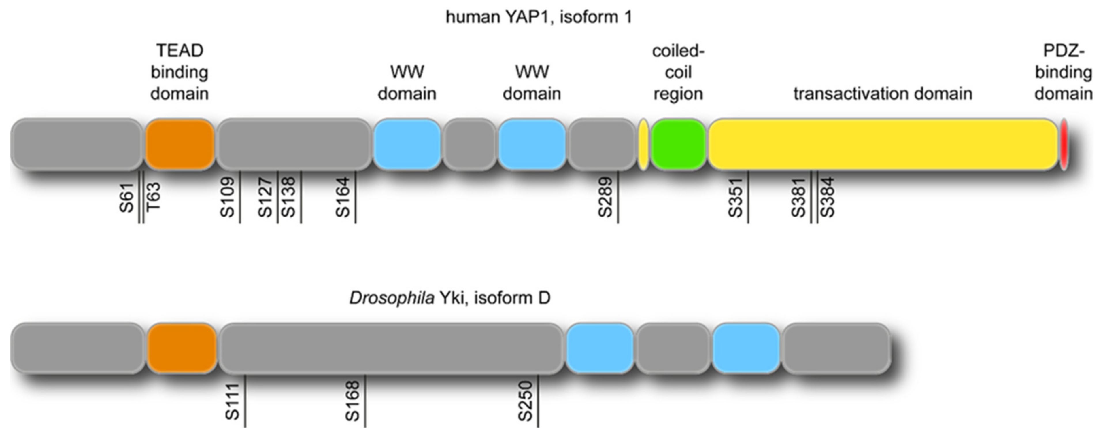 Ijms 21 08804 g001 Ijms 21 08804 g001