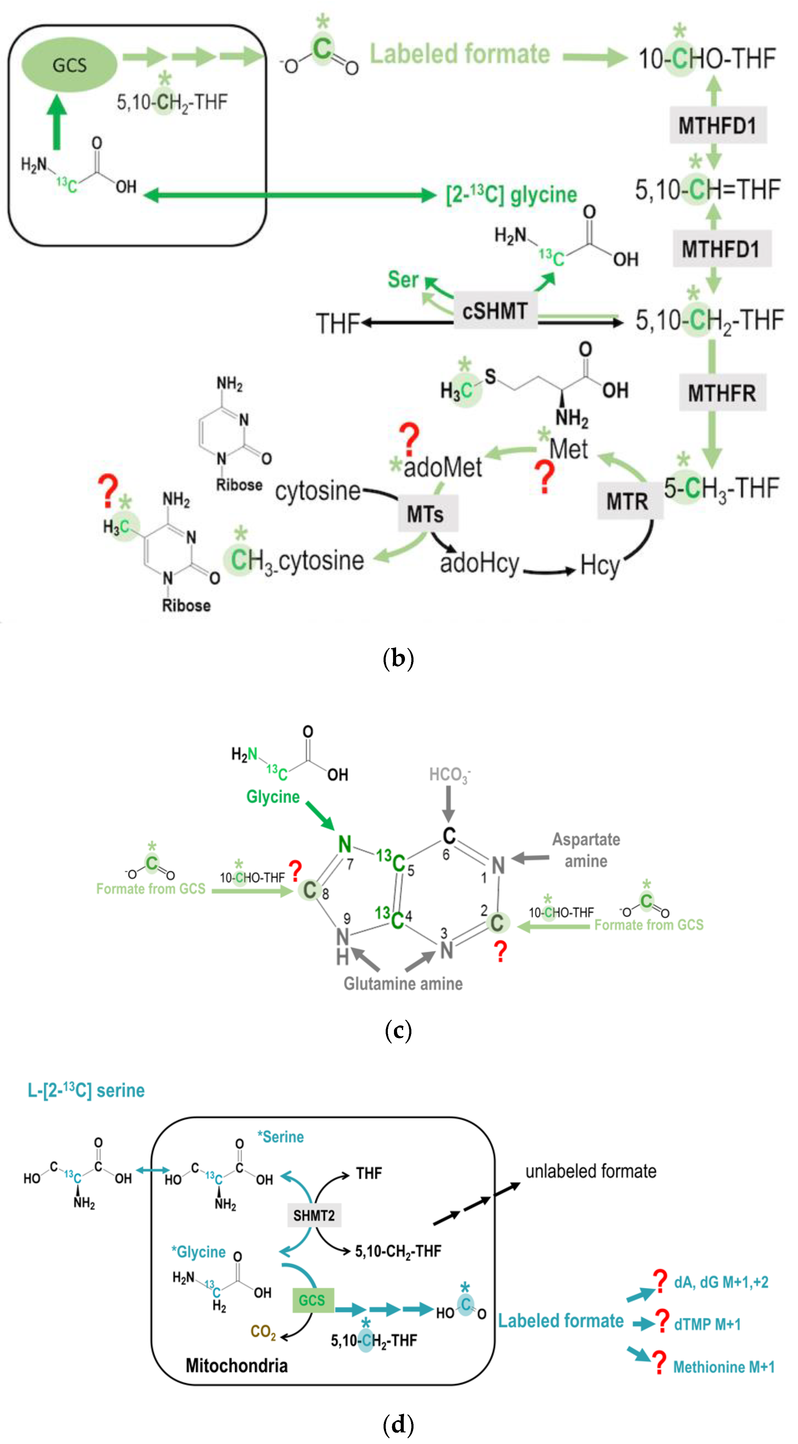 Ijms 21 08808 g003b Ijms 21 08808 g003b