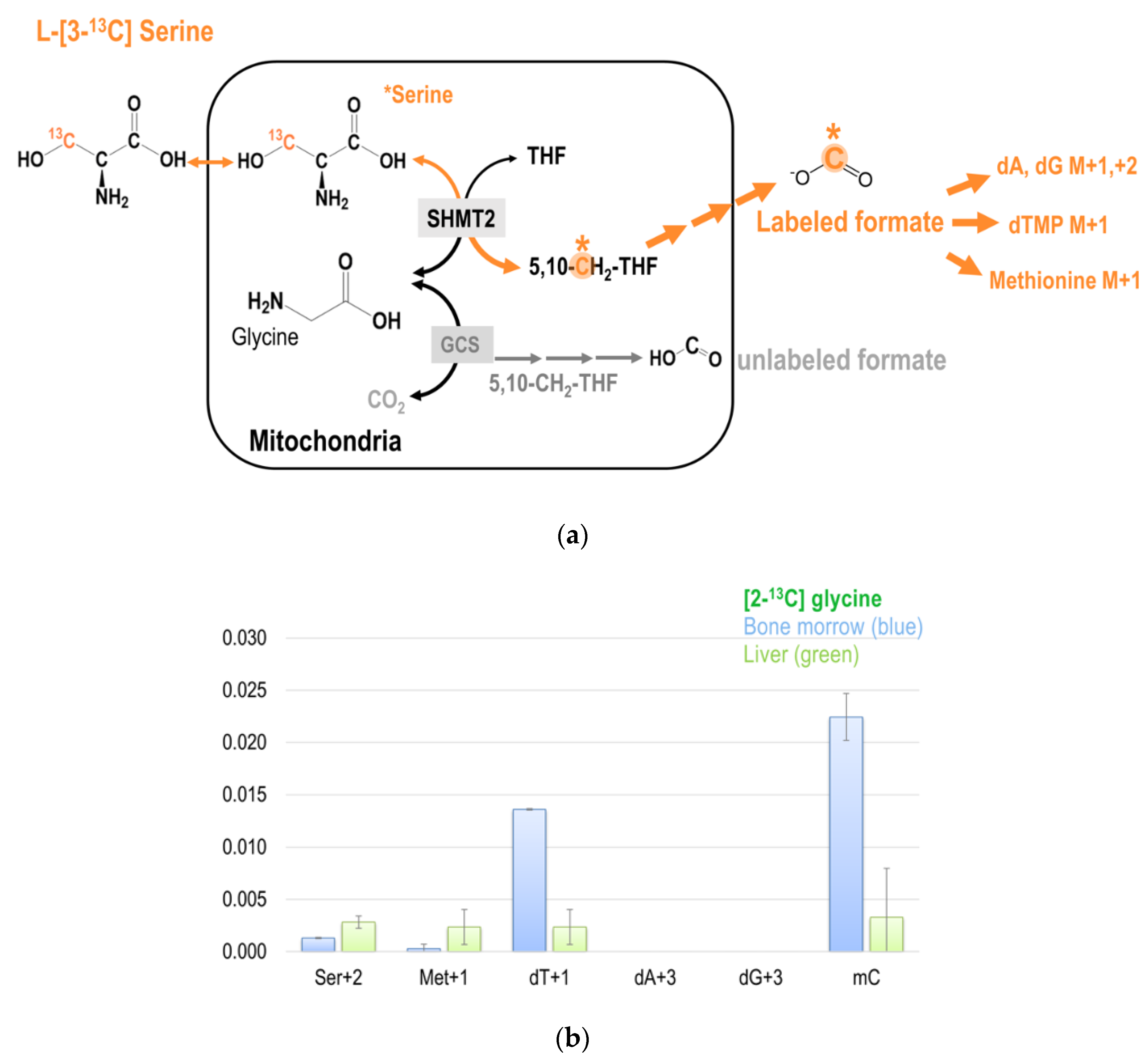 Ijms 21 08808 g005a Ijms 21 08808 g005a