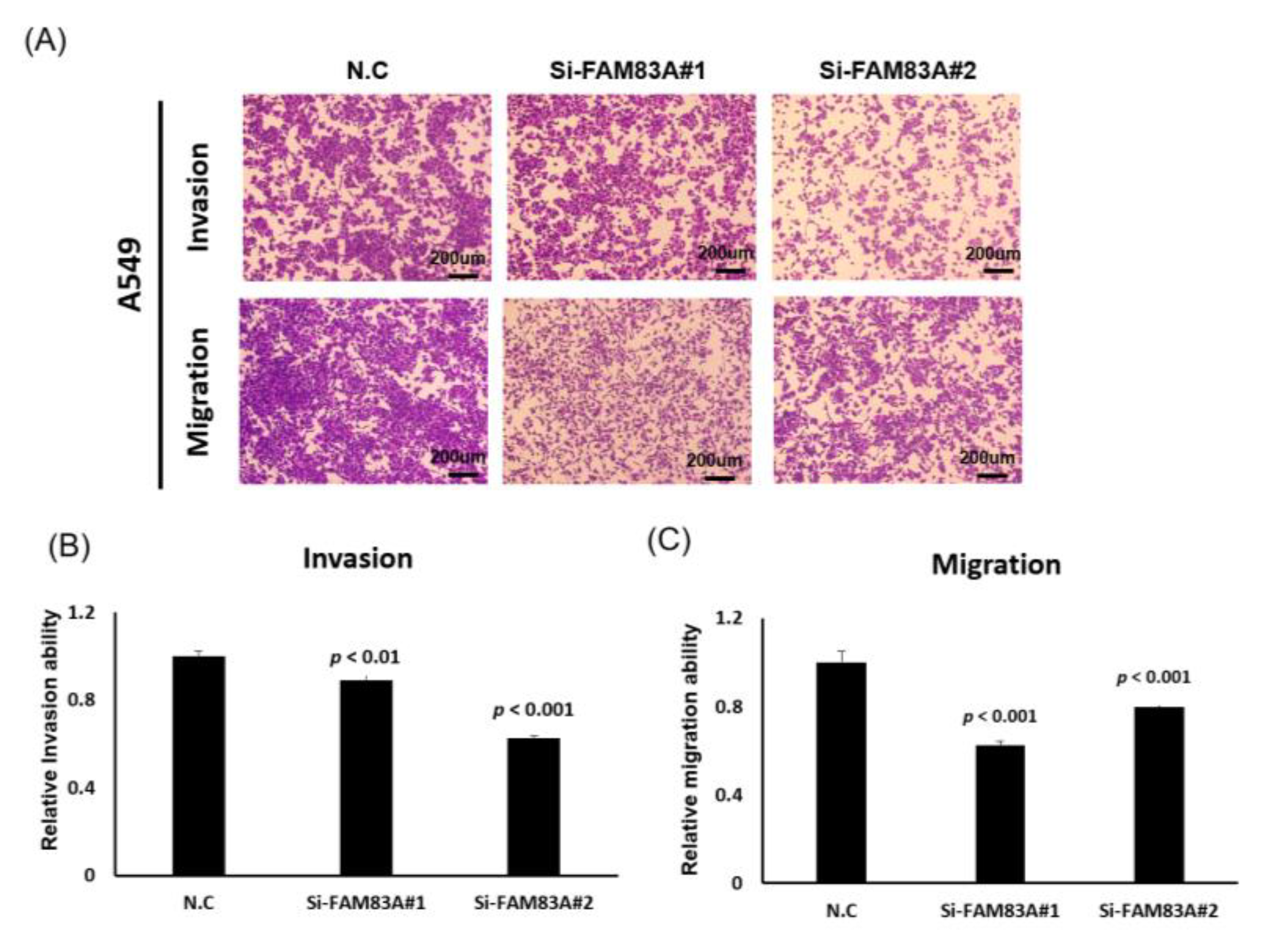 Ijms 21 08833 g004a Ijms 21 08833 g004a